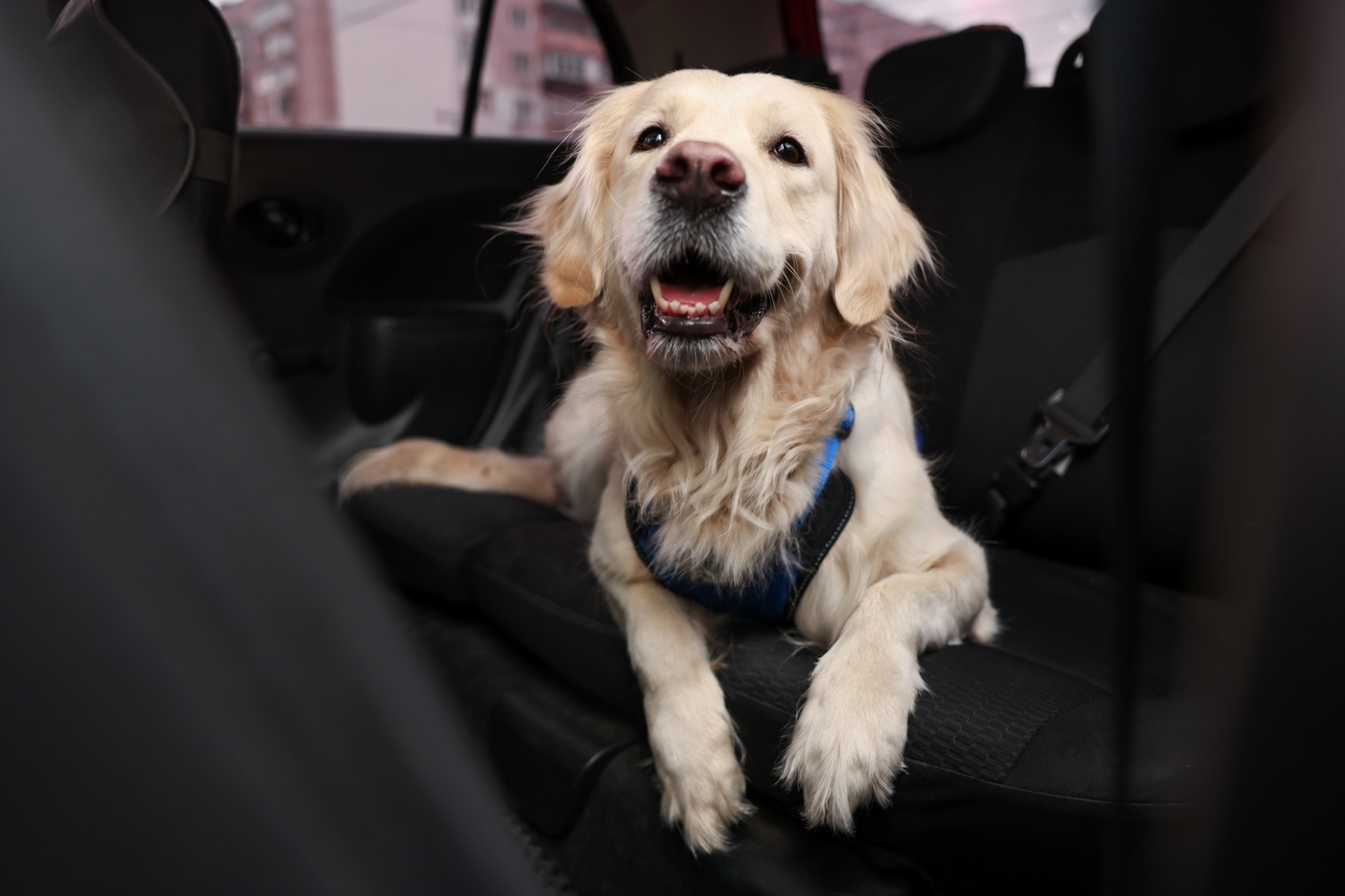 Hysterics as Owner Forced Into Backseat of Car by 'Passenger Princess' Dog