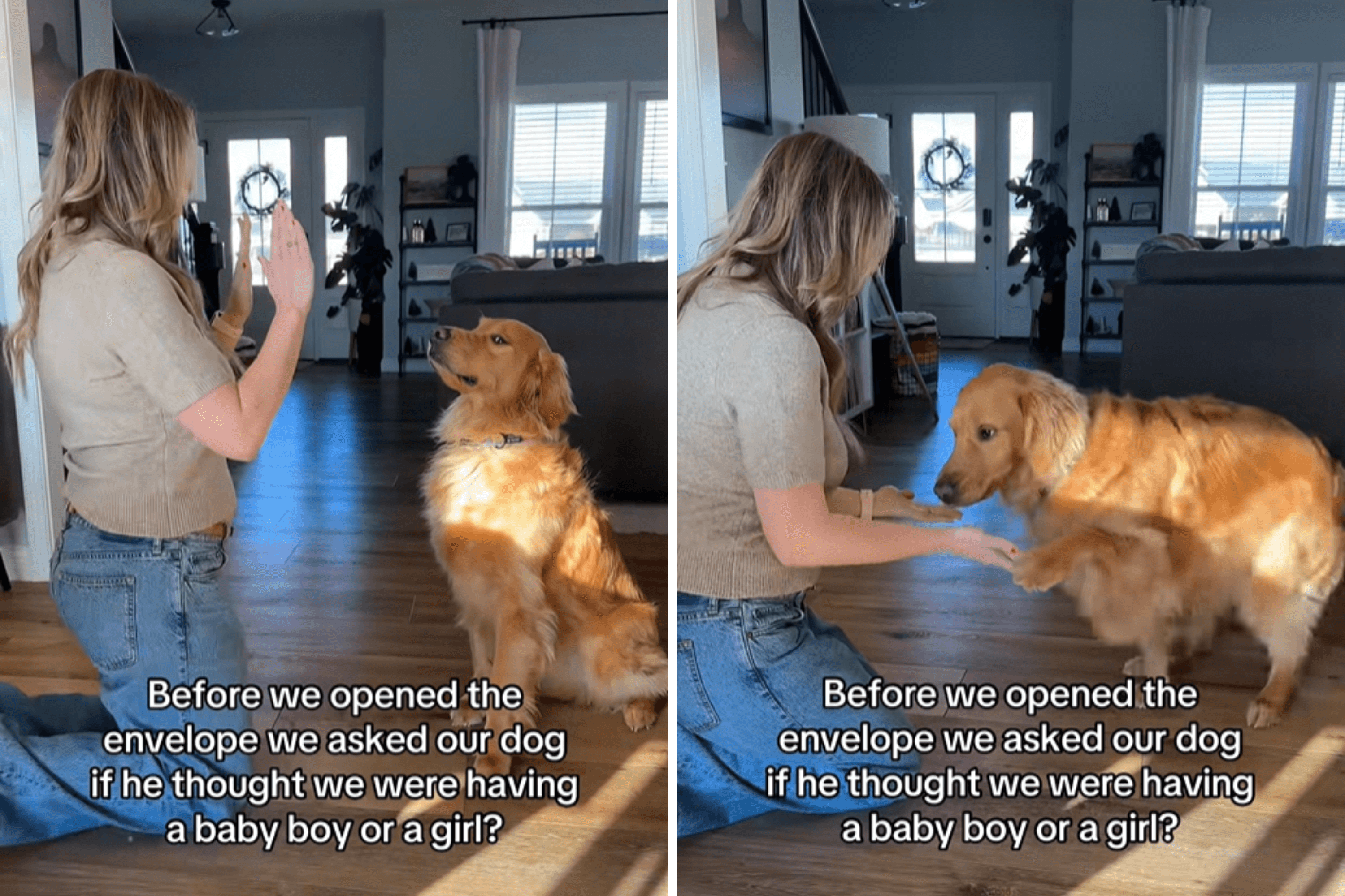 Couple Ask Golden Retriever To Guess Baby's Gender, Unprepared for Result