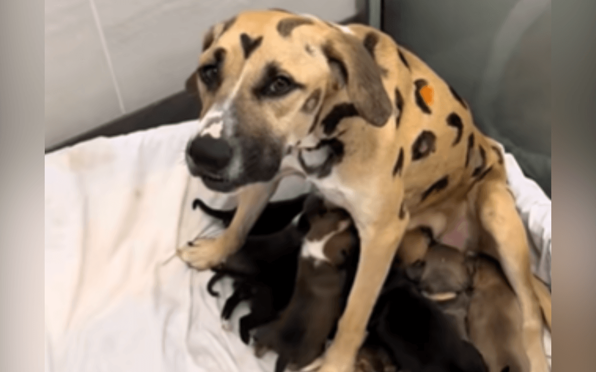 Shelter Gets Call About Mama Dog, Then They See Her Fur—'We Have a Leopard'