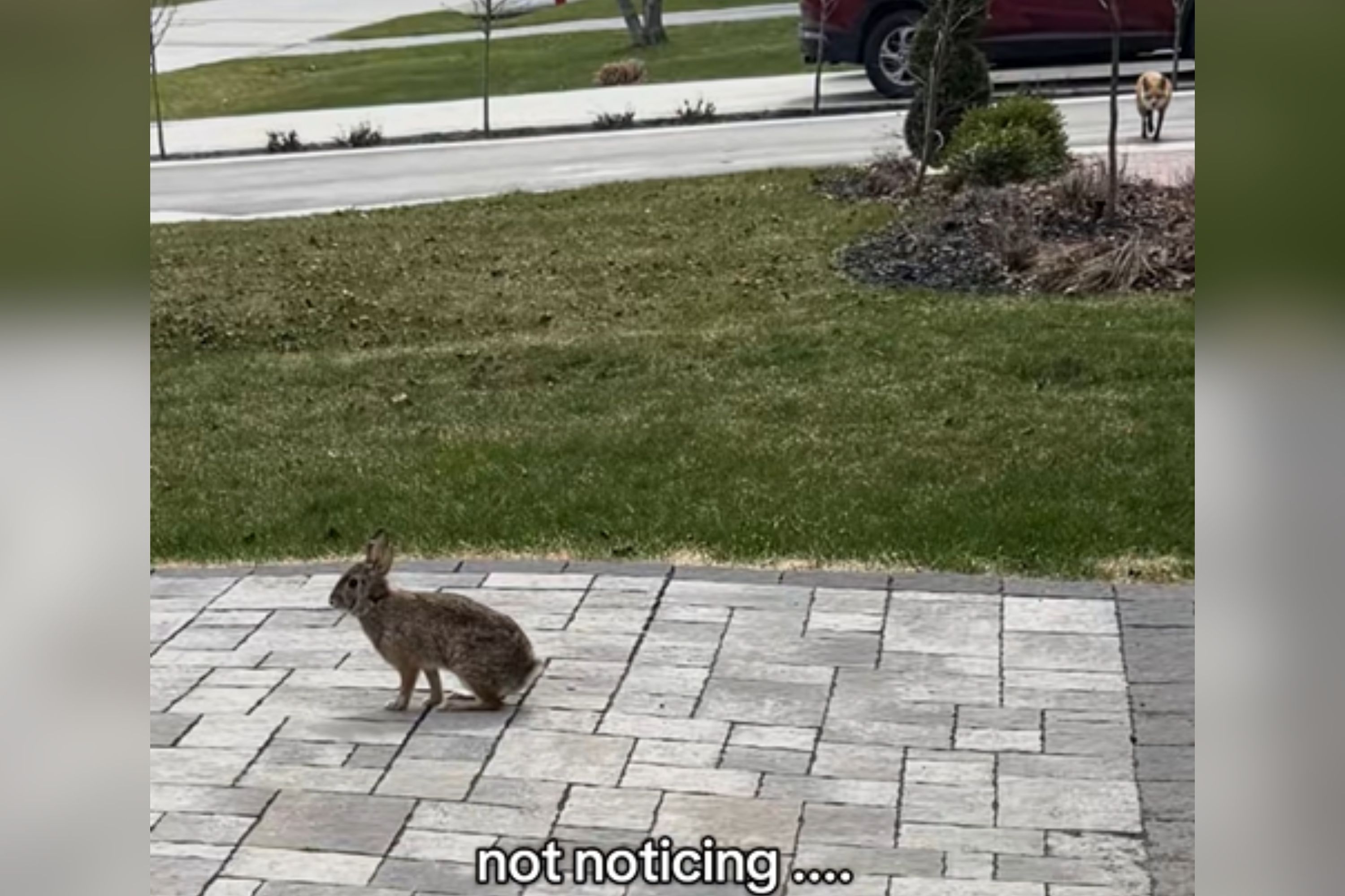 Man Tries To Film 'Cute' Bunny Video, Horror at What He Actually Captured