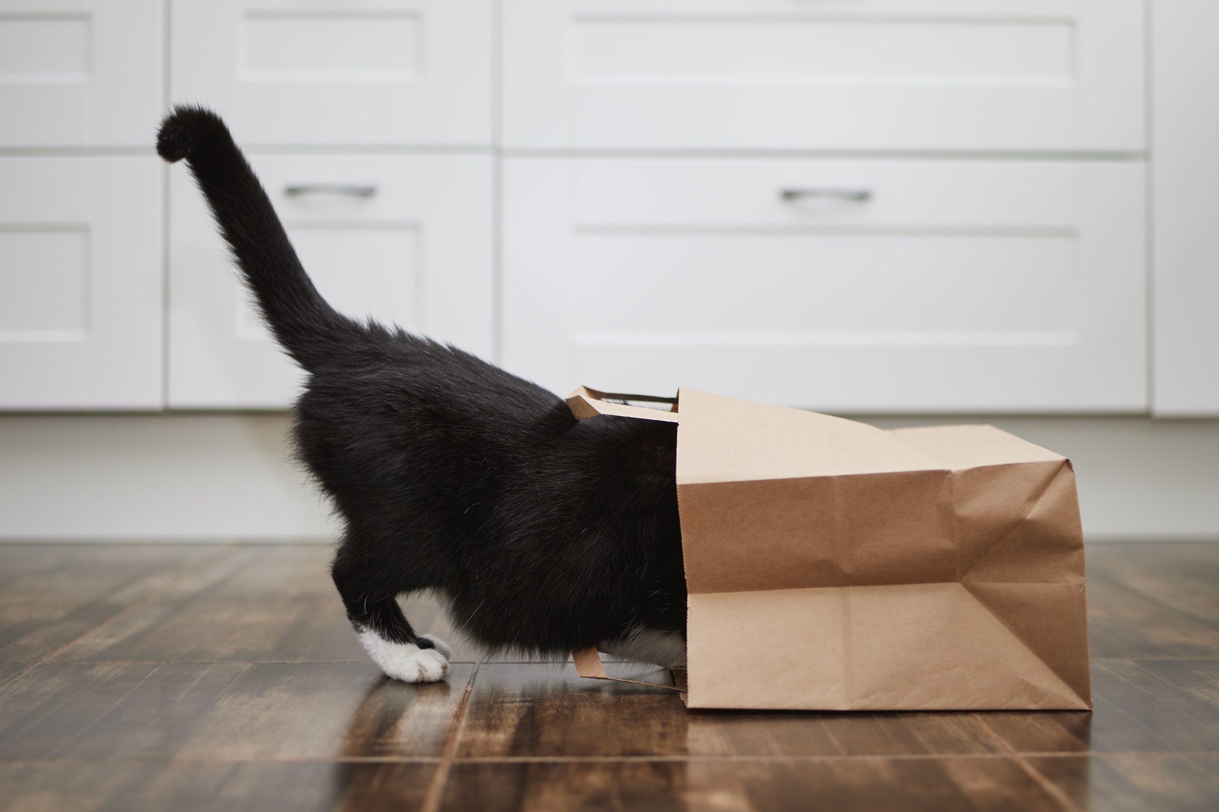 Black Cat's Unexpected Hiding Place Leaves Internet in Stitches
