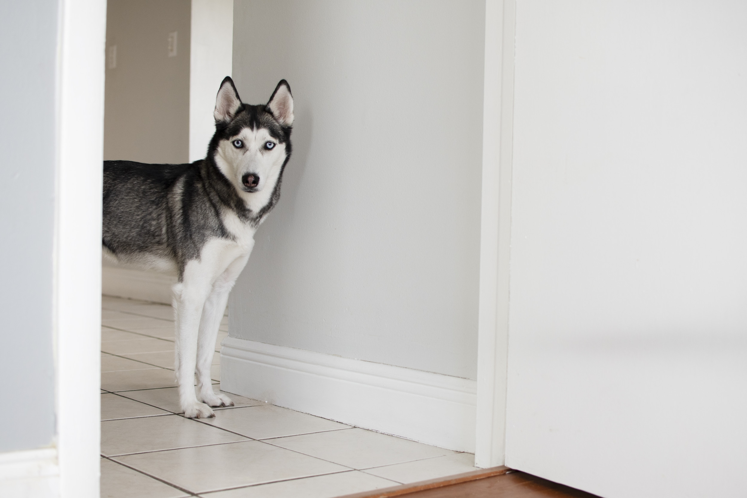 Hilarity As Husky Proves That Owner Is Just 'Too Clingy'