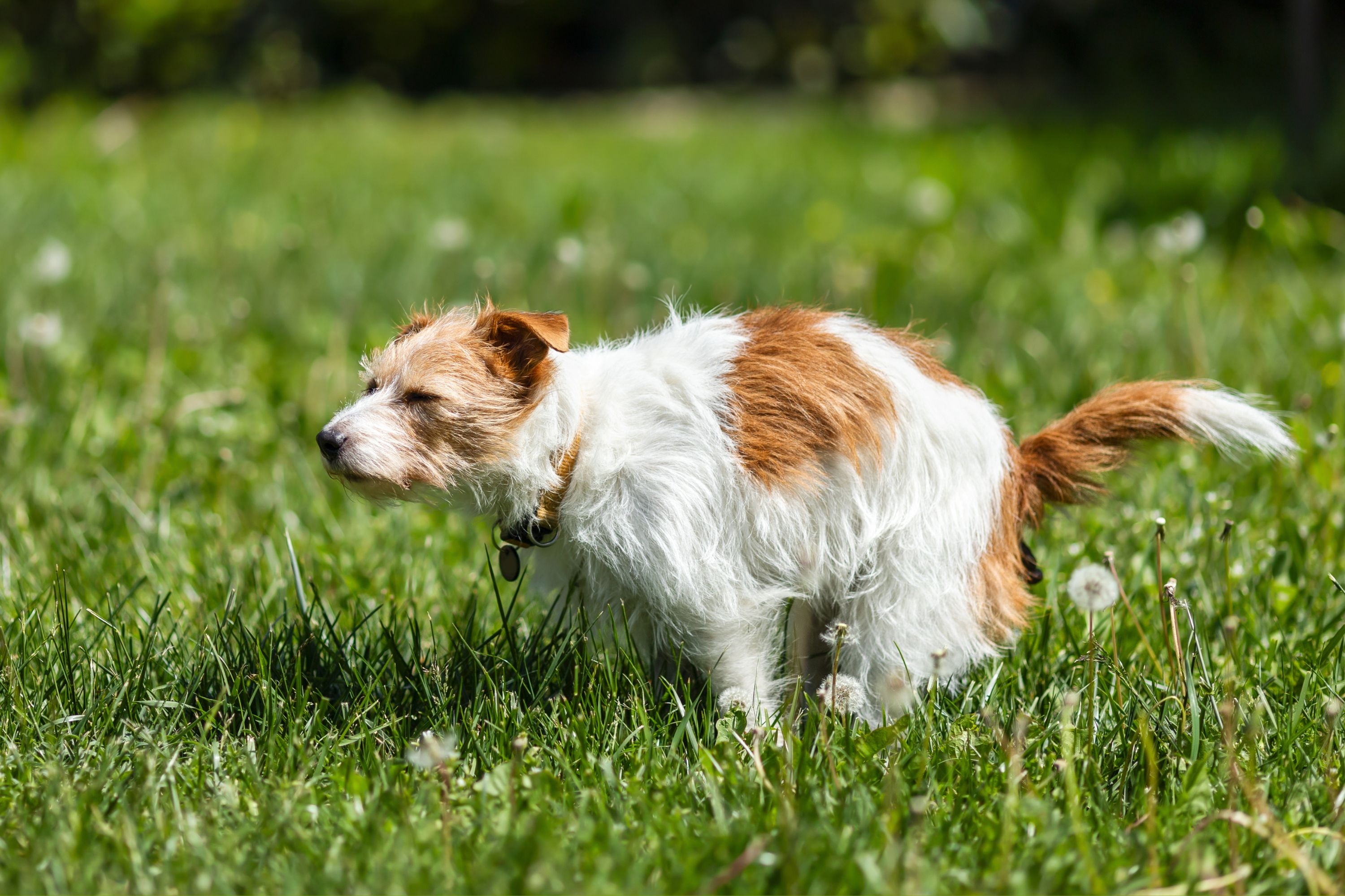 If You're Squeamish—Avoid These Dog Breeds