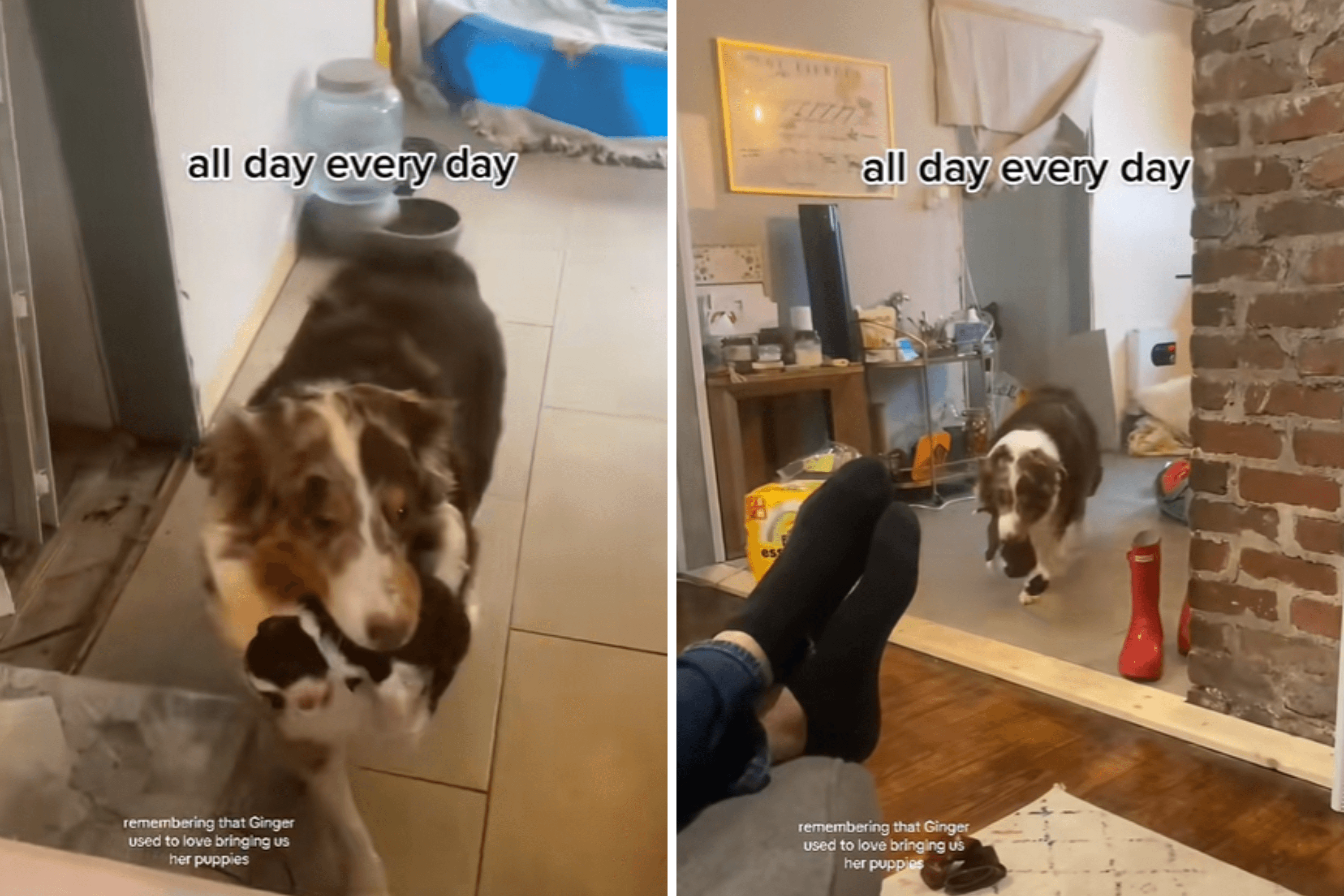 Woman Not Prepared for What Mama Dog Did With Her Puppies: 'Put Him Down'