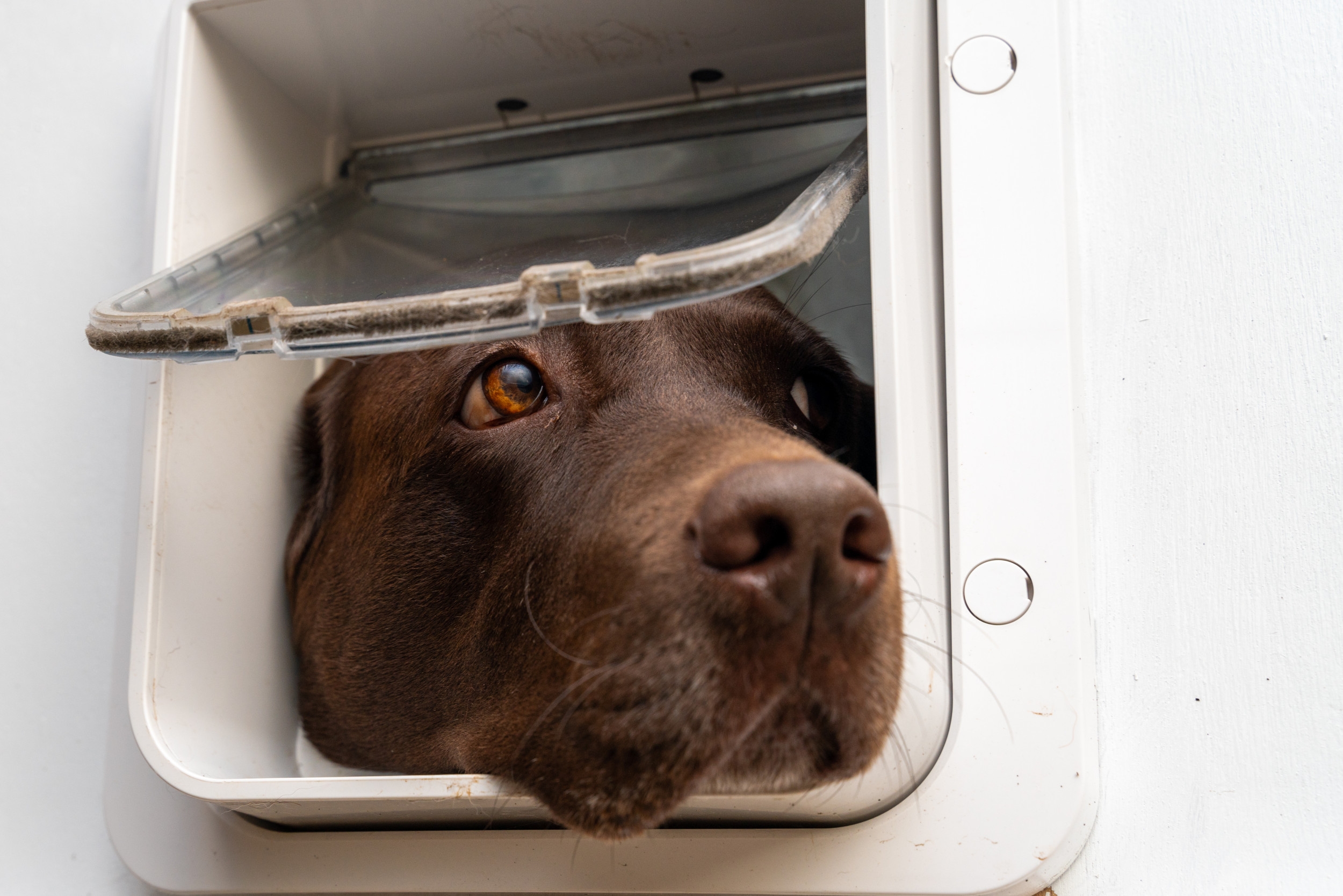 Owners Show Dog How To Use Pet Door, Unprepared for What She Does Next