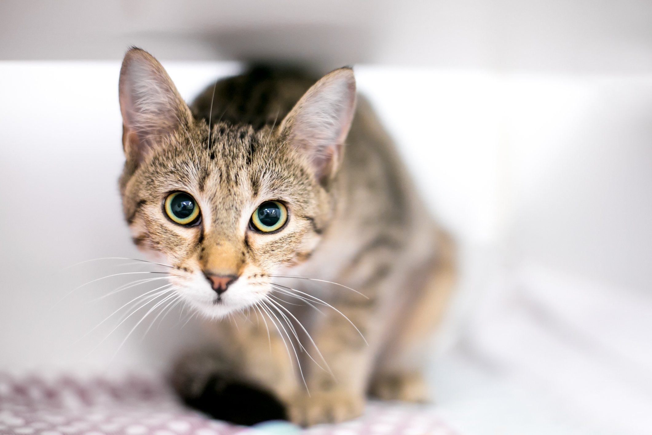 Is Your Kitty Anxious? Be Aware of This Condition, Say Vets