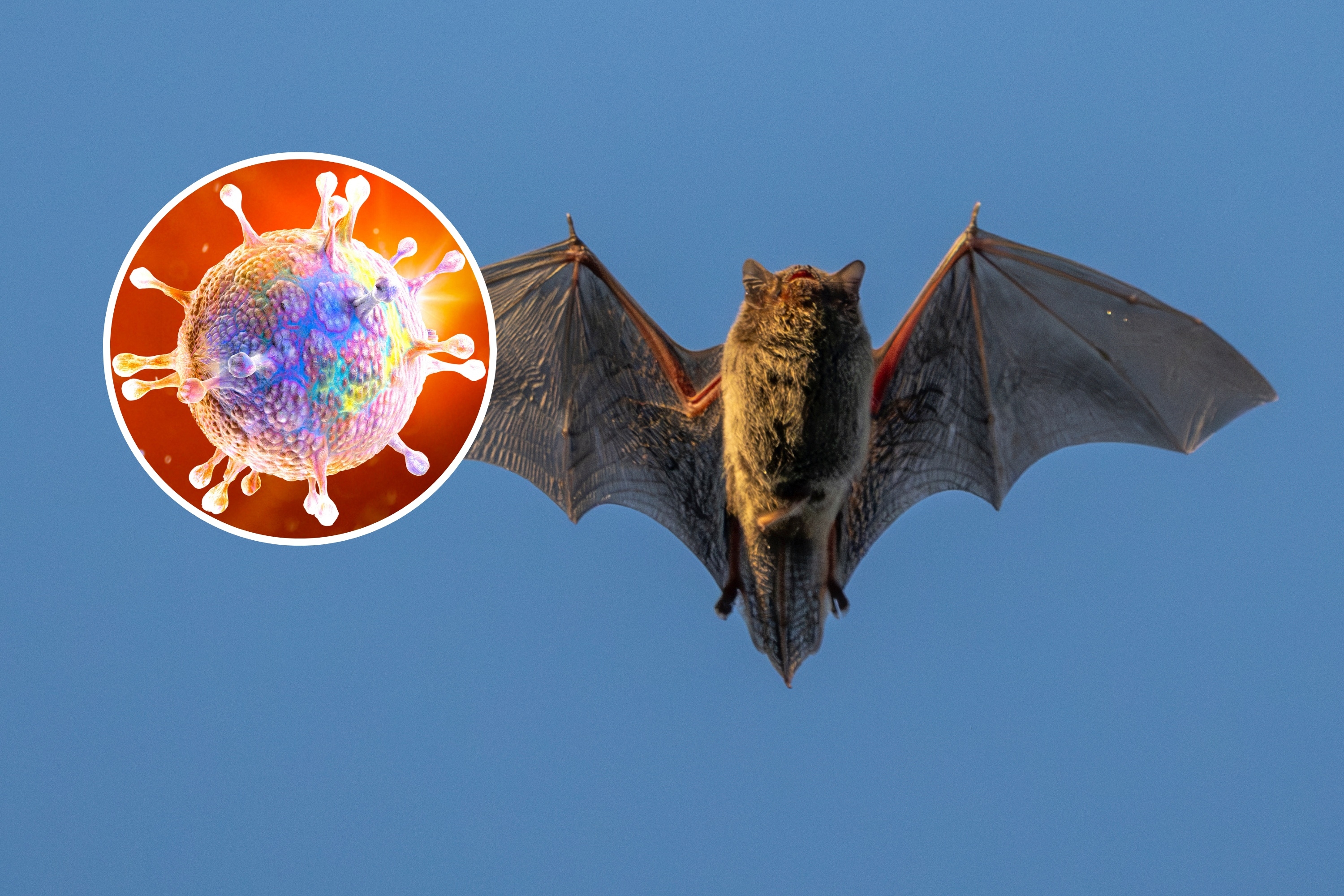 Overlooked Bat Viruses May Be 'Small Step' From Causing Next Pandemic