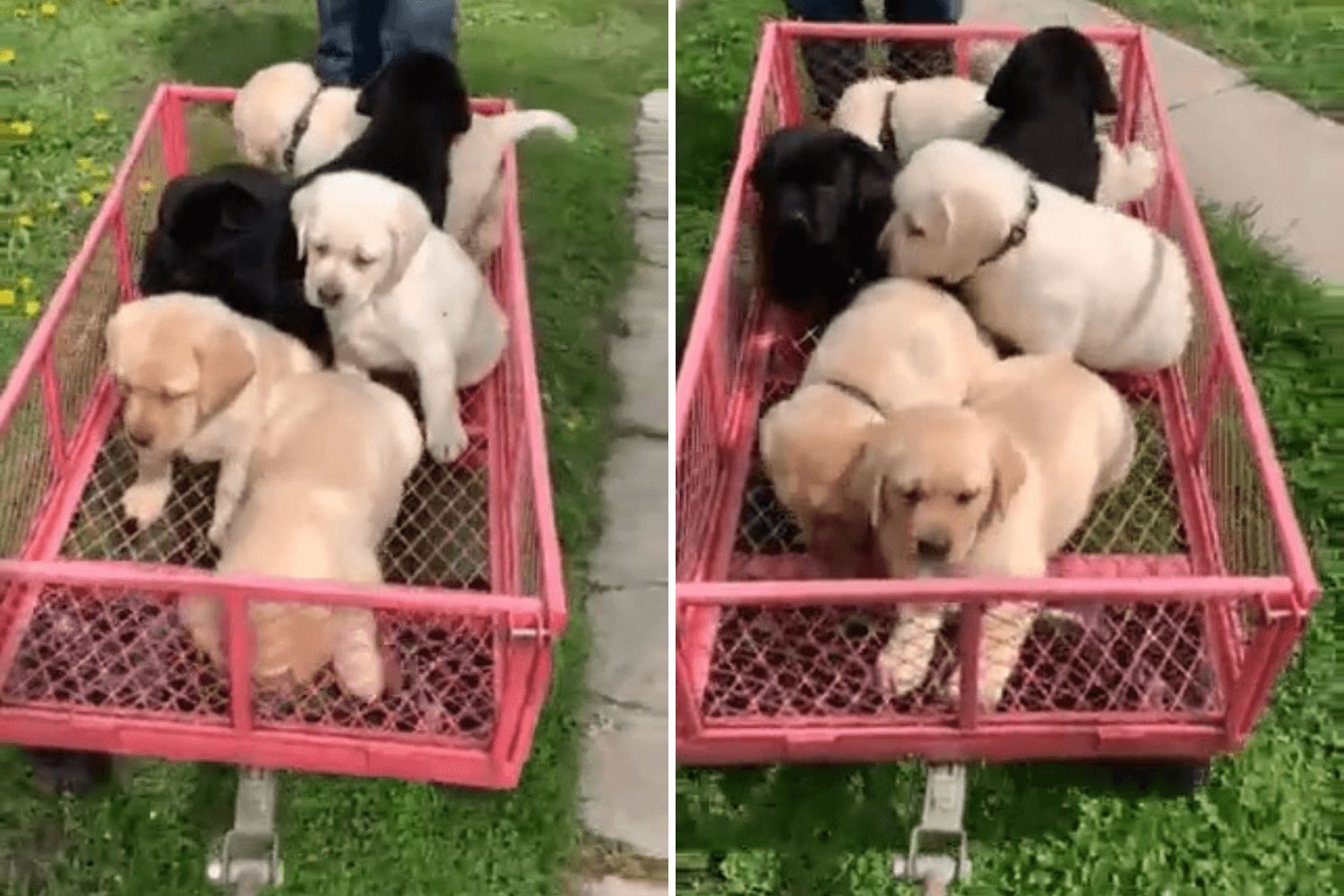 7 week old Labradors take first ever wagon ride in adorable video