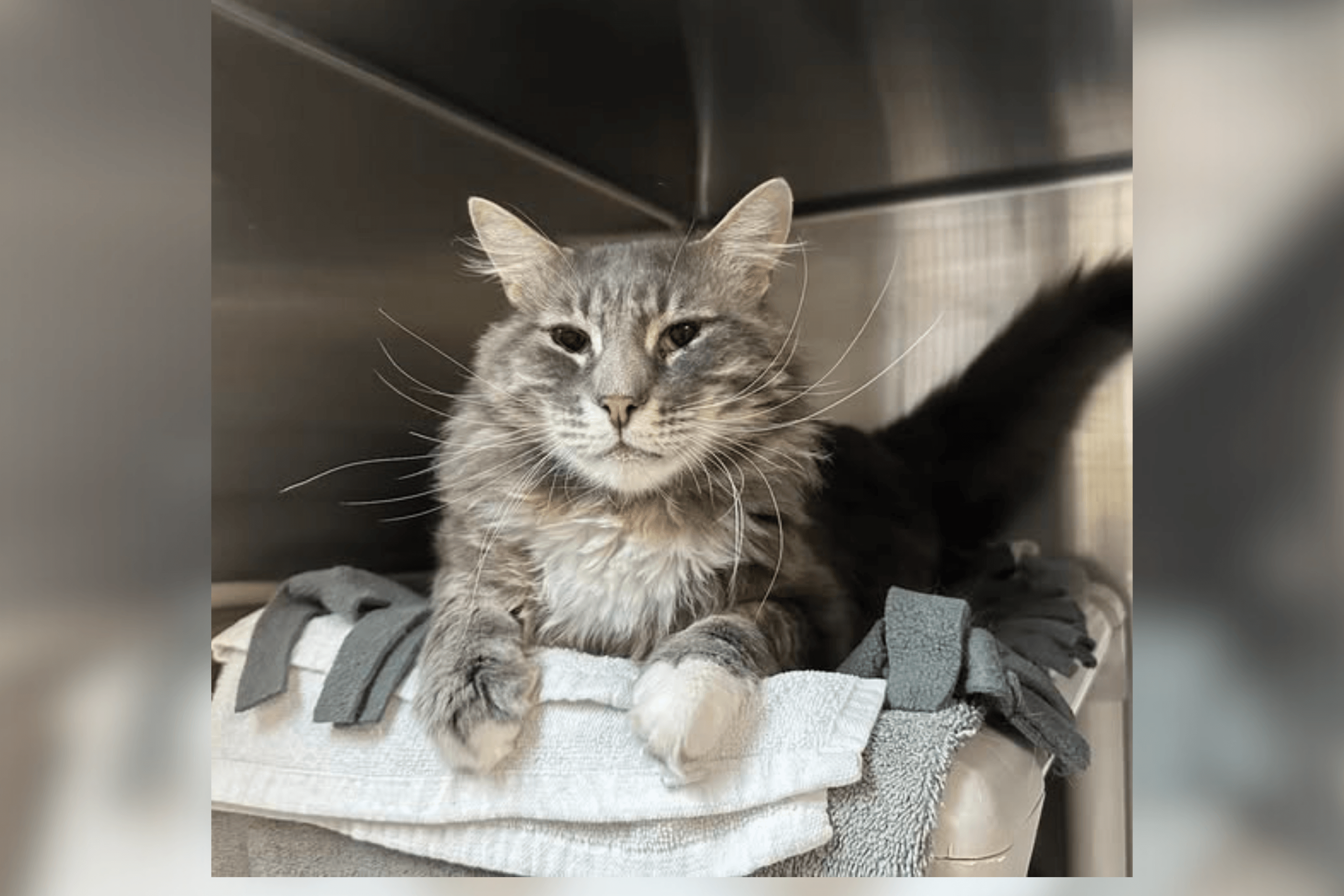 Cat Returned to Shelter for Being Too Needy—Then Everything Changed