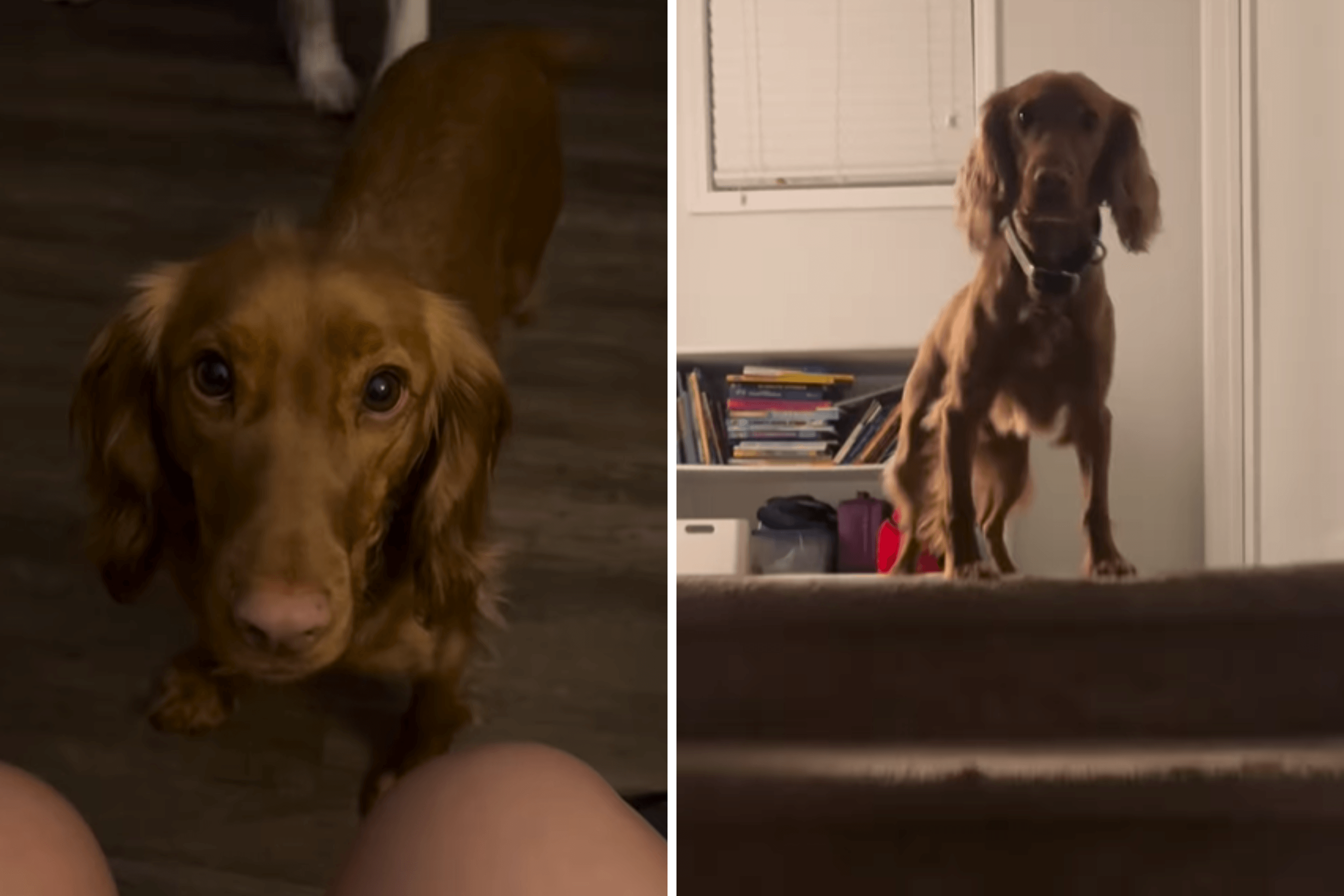 Service Dog's Reaction After Boy's Blood Sugar Crash Melts Hearts