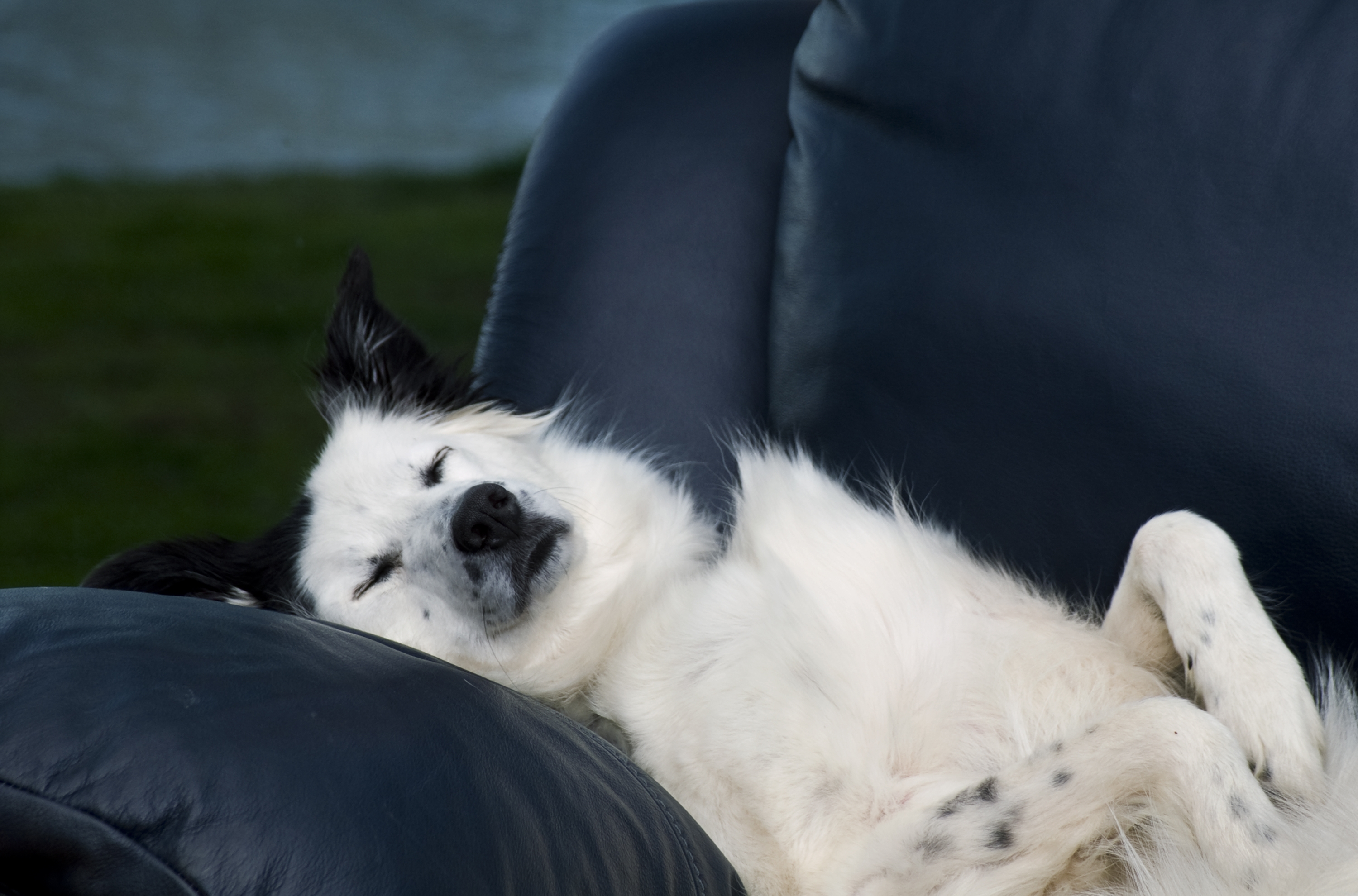 Hysterics at Dog's Response to Name Being Called From Over Chair: 'Present'