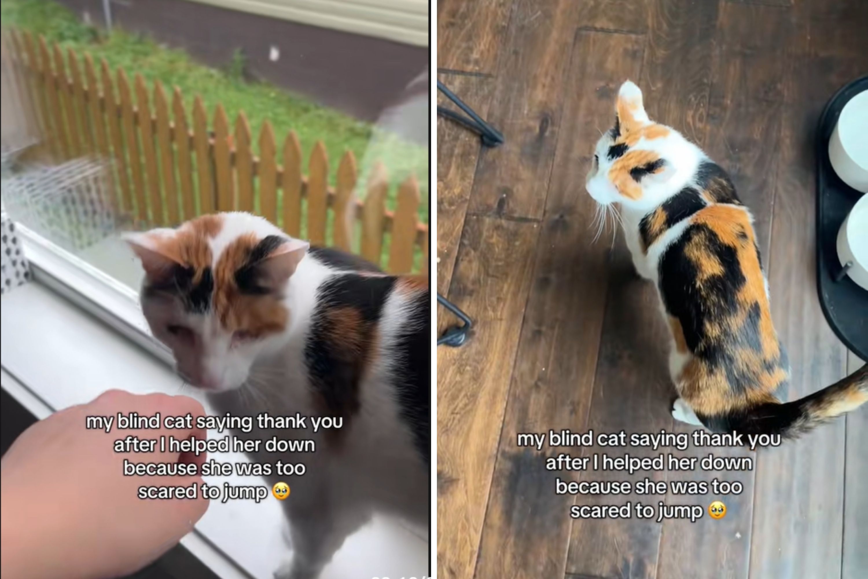 Scared Blind Cat 'Cried for Help' From Owner—Thanks Her in the Sweetest Way