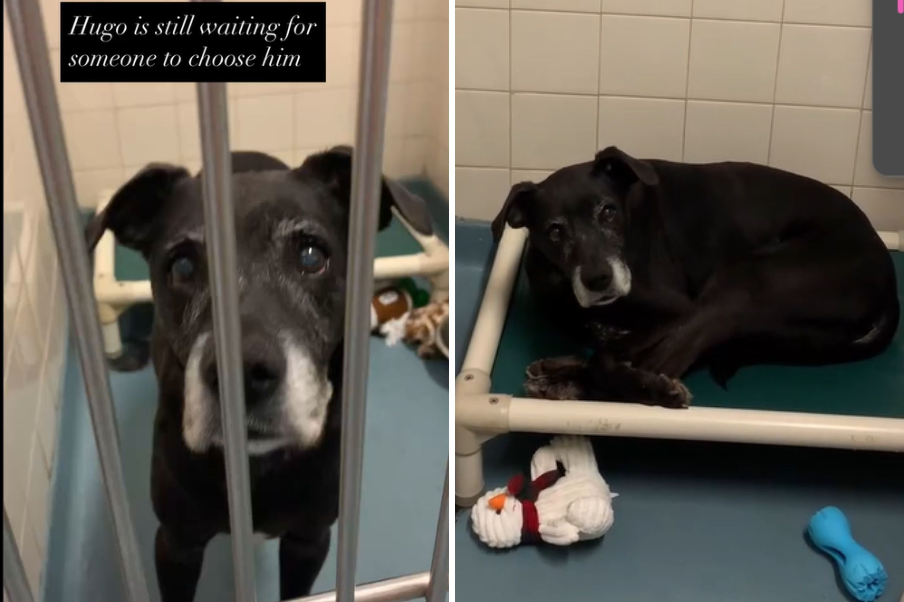 12-Year-Old Dog Left at Shelter by Family 'Wondering Where He Went Wrong'