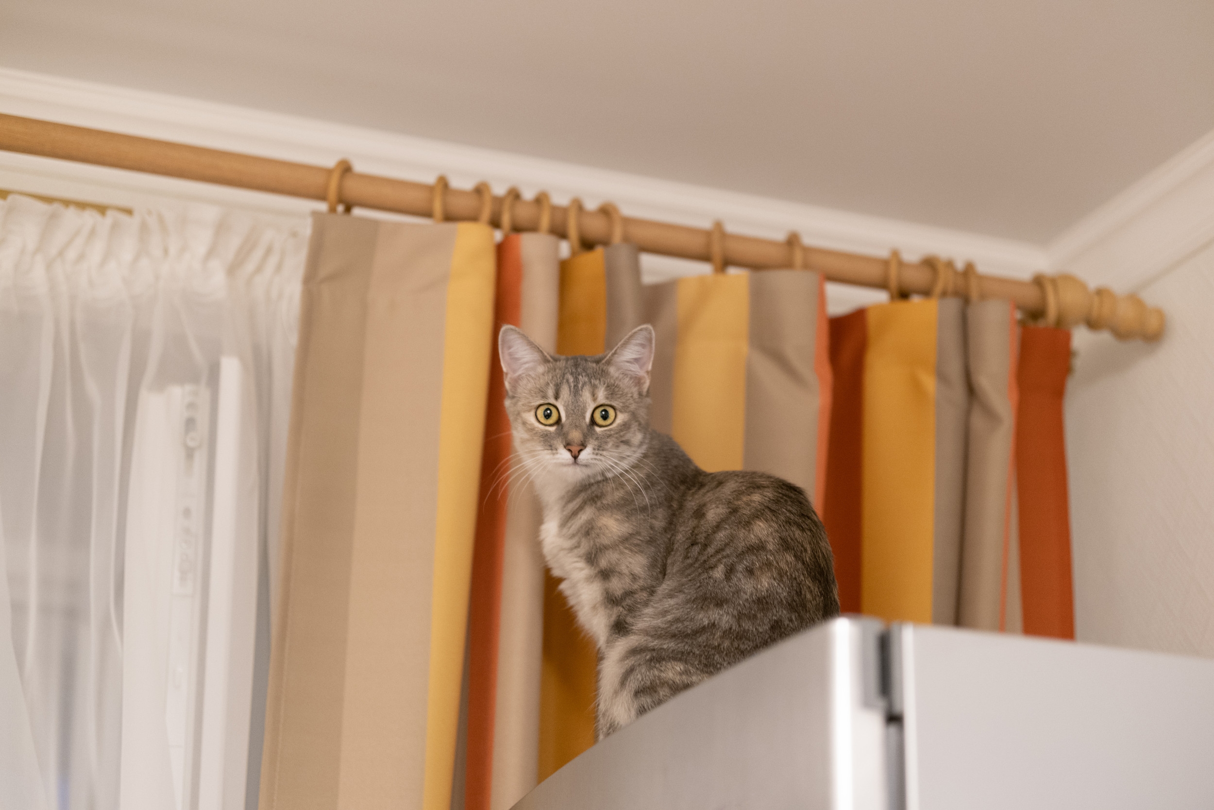 Owners Come Up With Plan To Stop Cat Going on Top of Refrigerator—Backfires