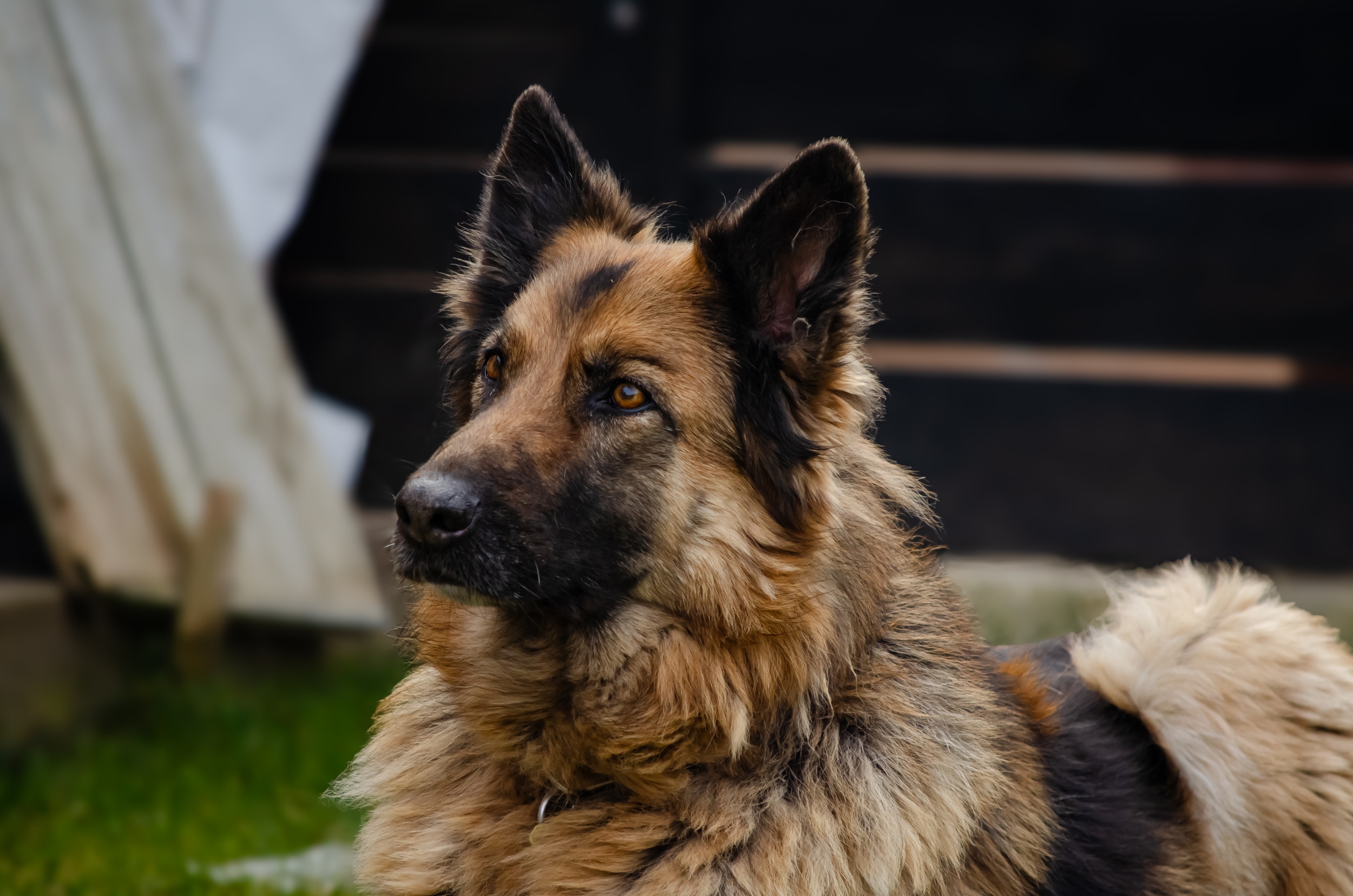Owner Tries 'Gentle Parenting' on Foster Dog—German Shepherd Has Thoughts