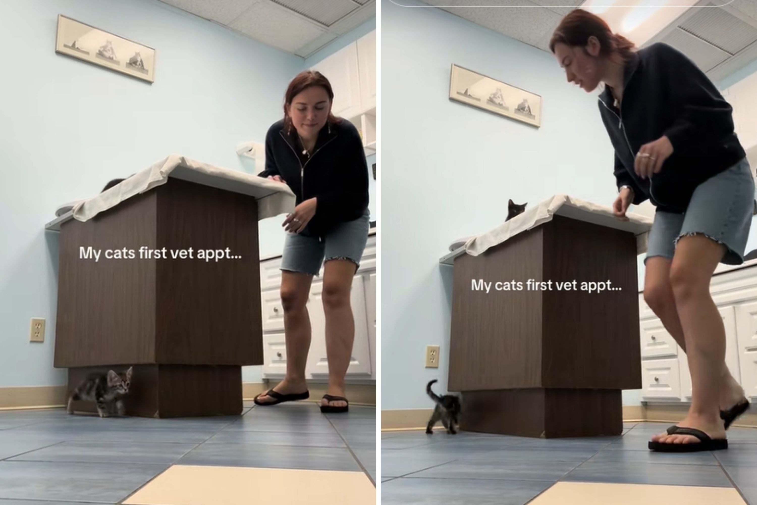 Woman Takes Kitten to First Vet Visit—Goes Exactly How You'd Expect