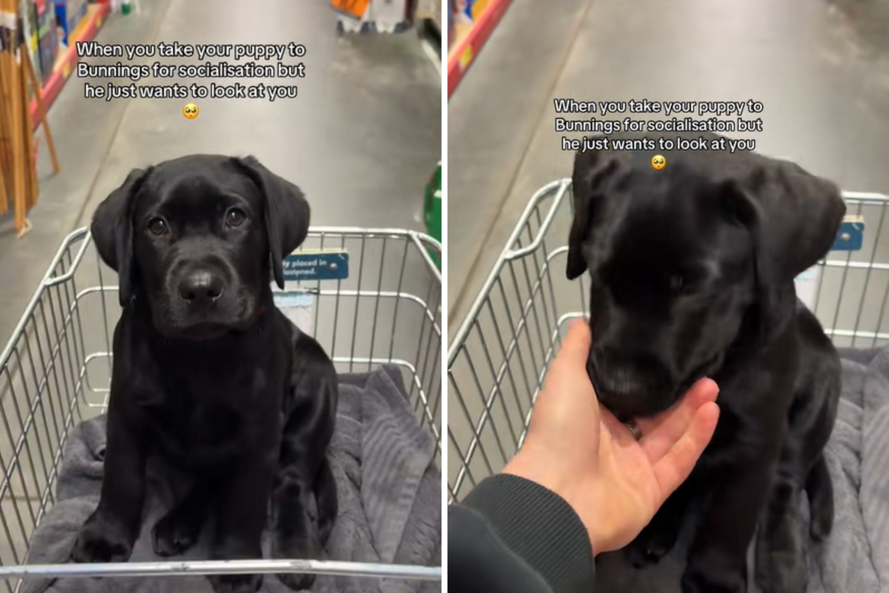 Man Takes Labrador Puppy Out for Socialization—But There's Just One Problem