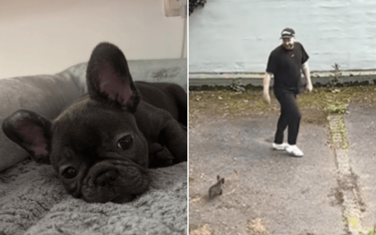 Man Warns Girlfriend about Getting 'Attached' To Foster puppy—It Backfires