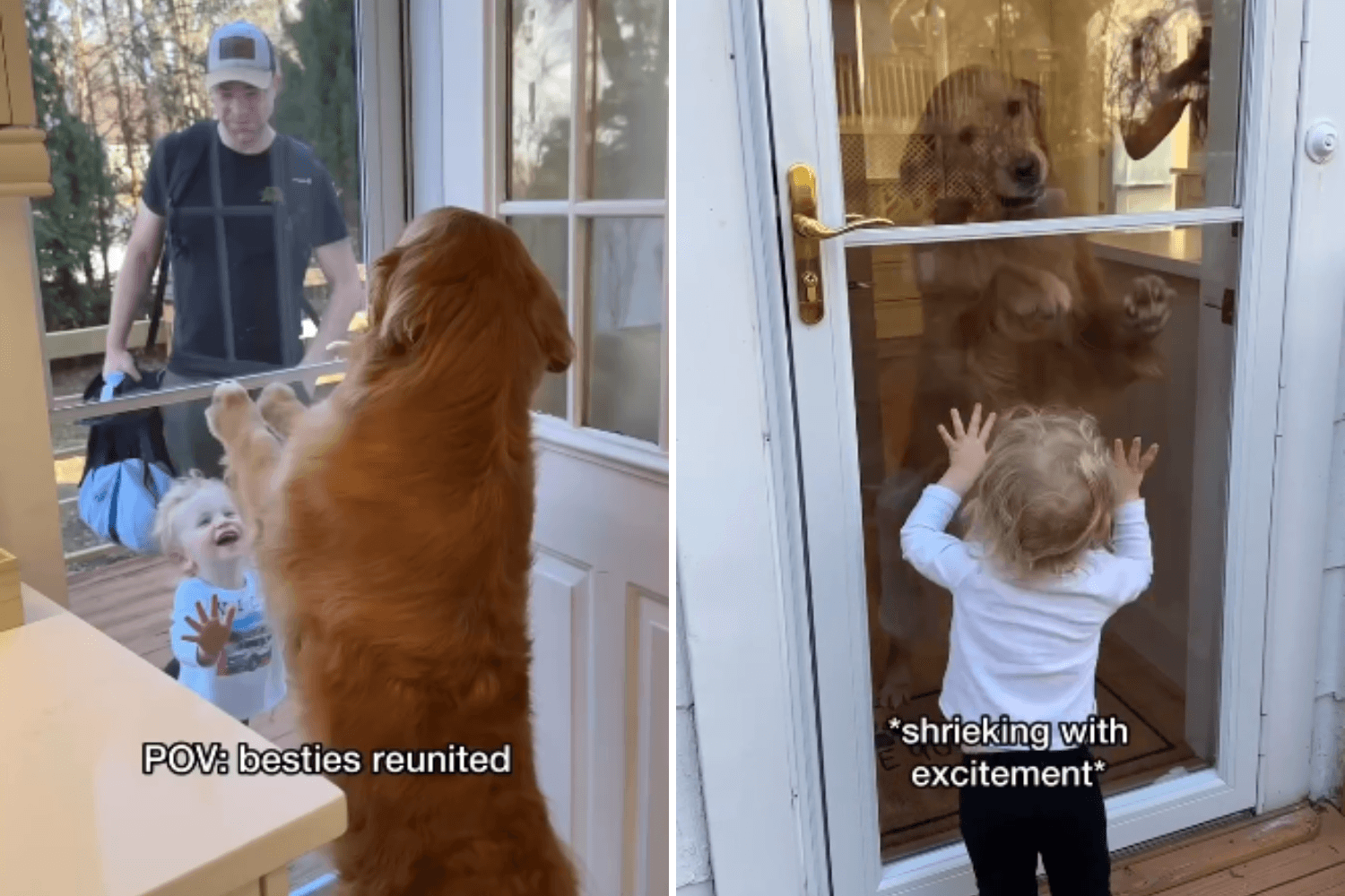 Toddler and 'Best Friend' Golden Retriever Reunite—the Joy Is Infectious