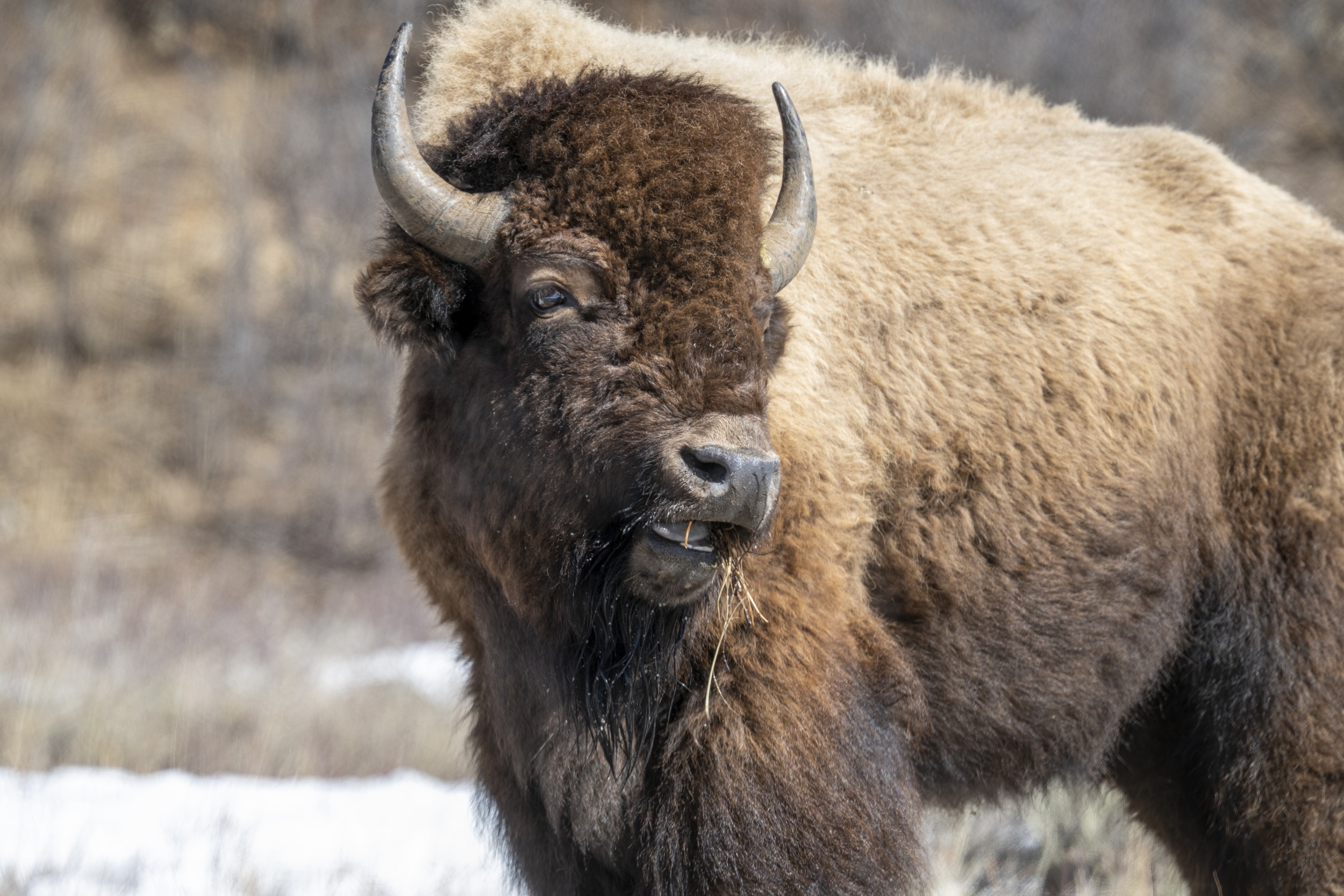 'Shocking' Yellowstone Video Shows Child Approaching Bison