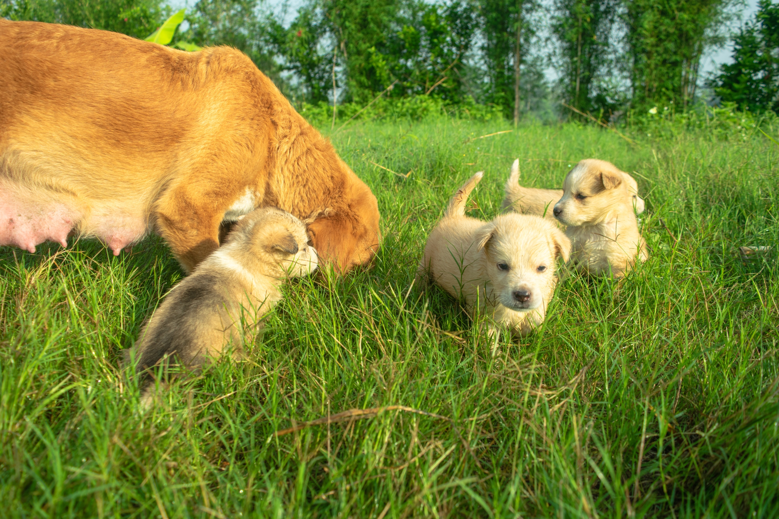 Hysterics as Golden Retriever Mom Practices Her 'Breathing Exercises'