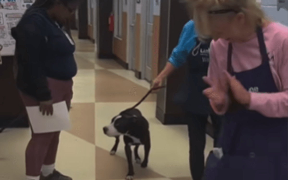 Dog 'Minutes Away' From Being Euthanized Is Saved, But It's Bittersweet