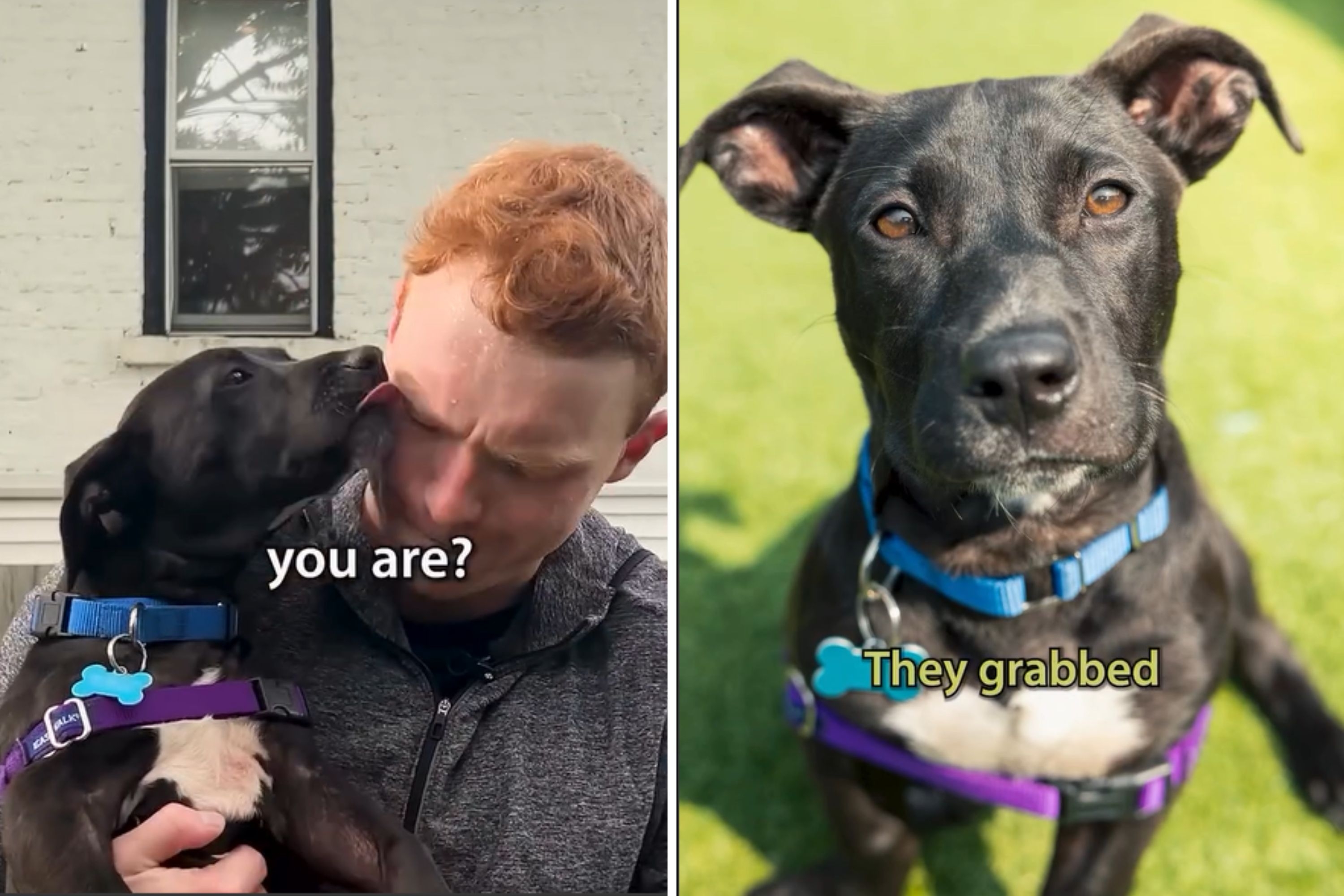 Staff Accepts Dogs—Realize They Have Puppy Shelter 'Didn't Mean to Send'