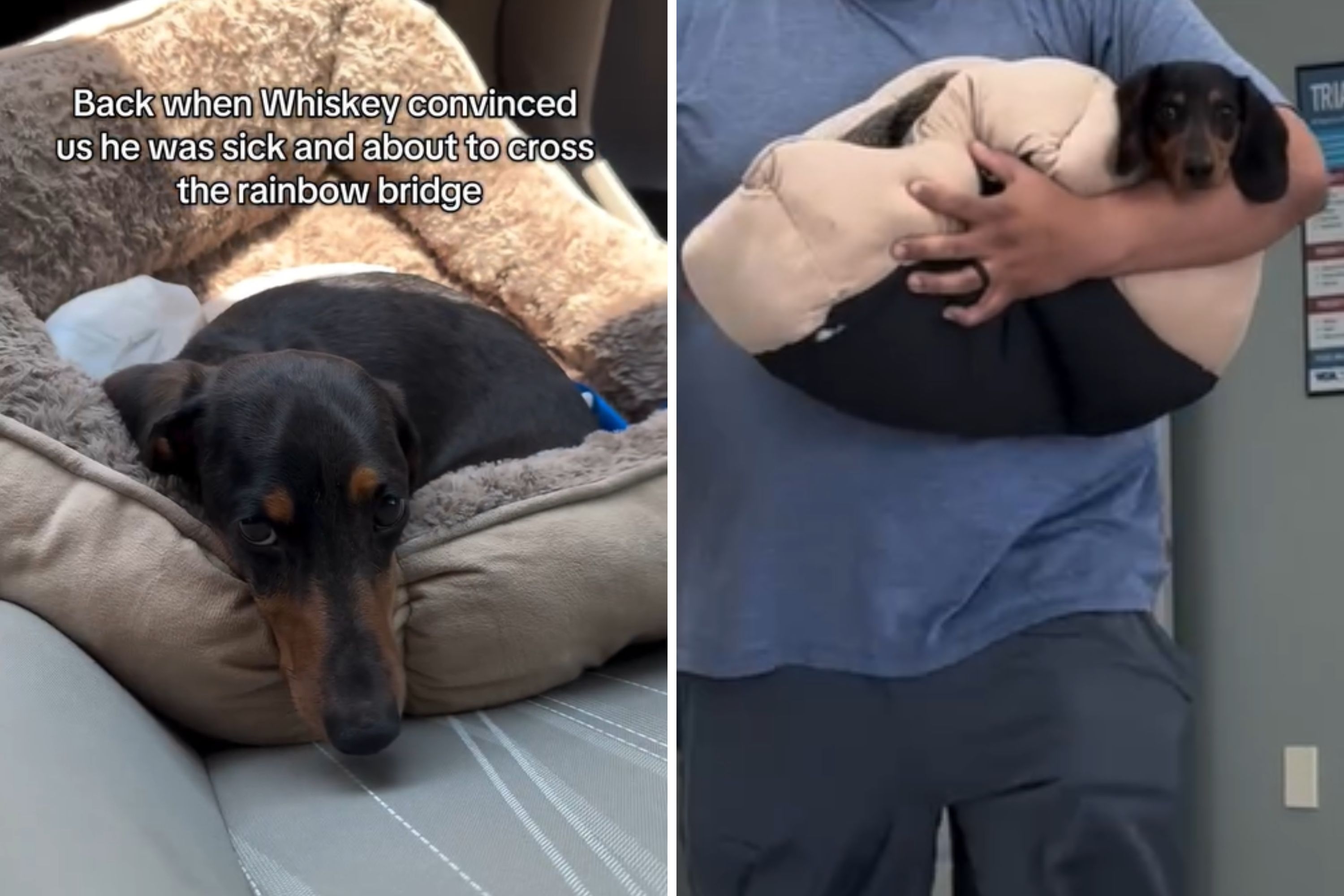 Owners Convinced Dog at the End, Can't Believe What $400 Vet Visit Reveals