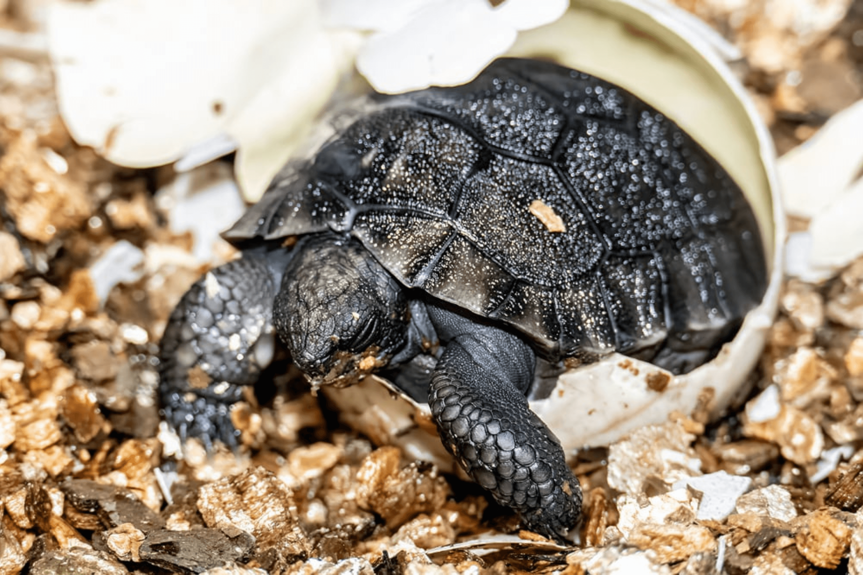 135-Year-Old Tortoise Celebrates First Father's Day