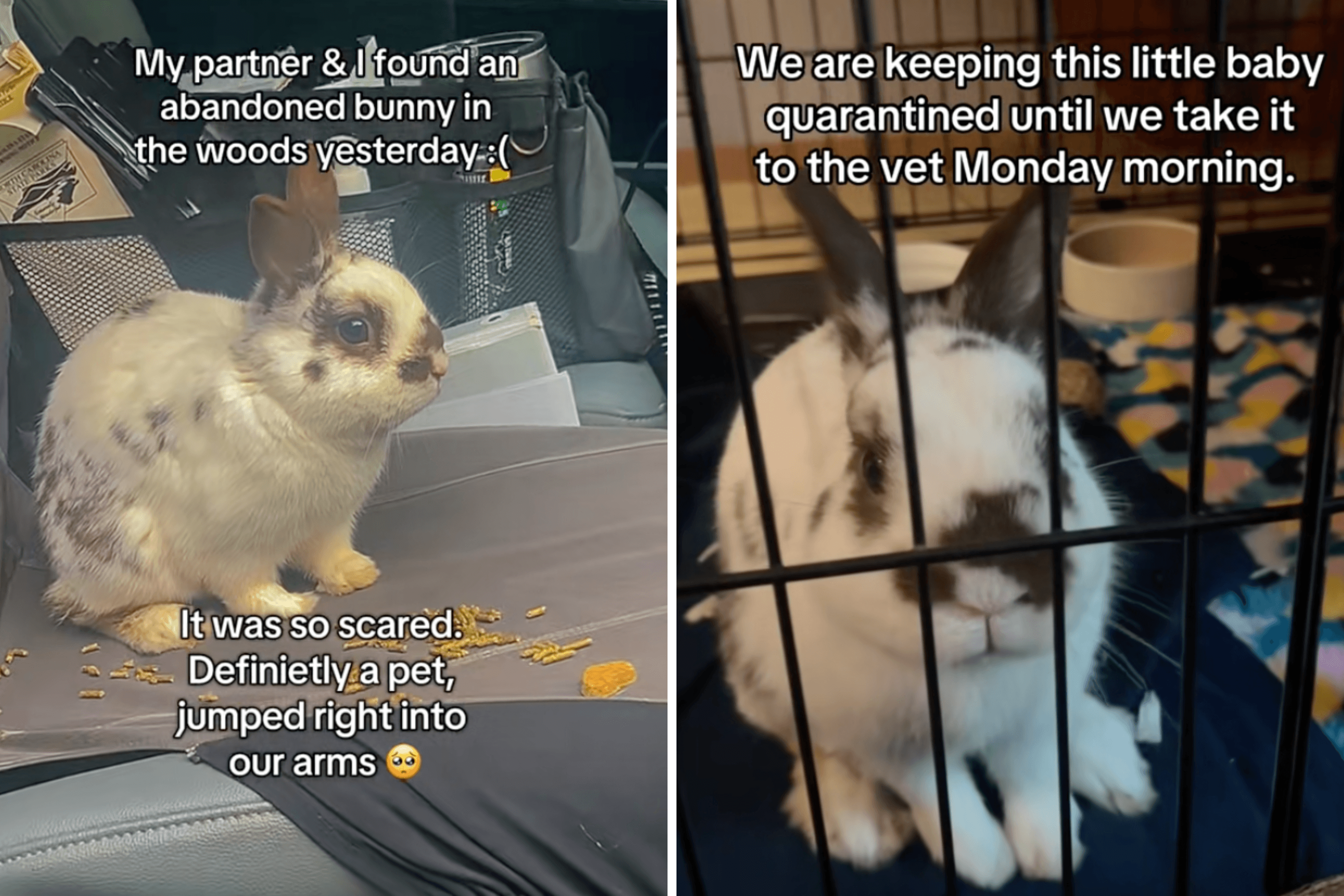Tears as Couple Find Abandoned and Injured Rabbit—Know What To Do