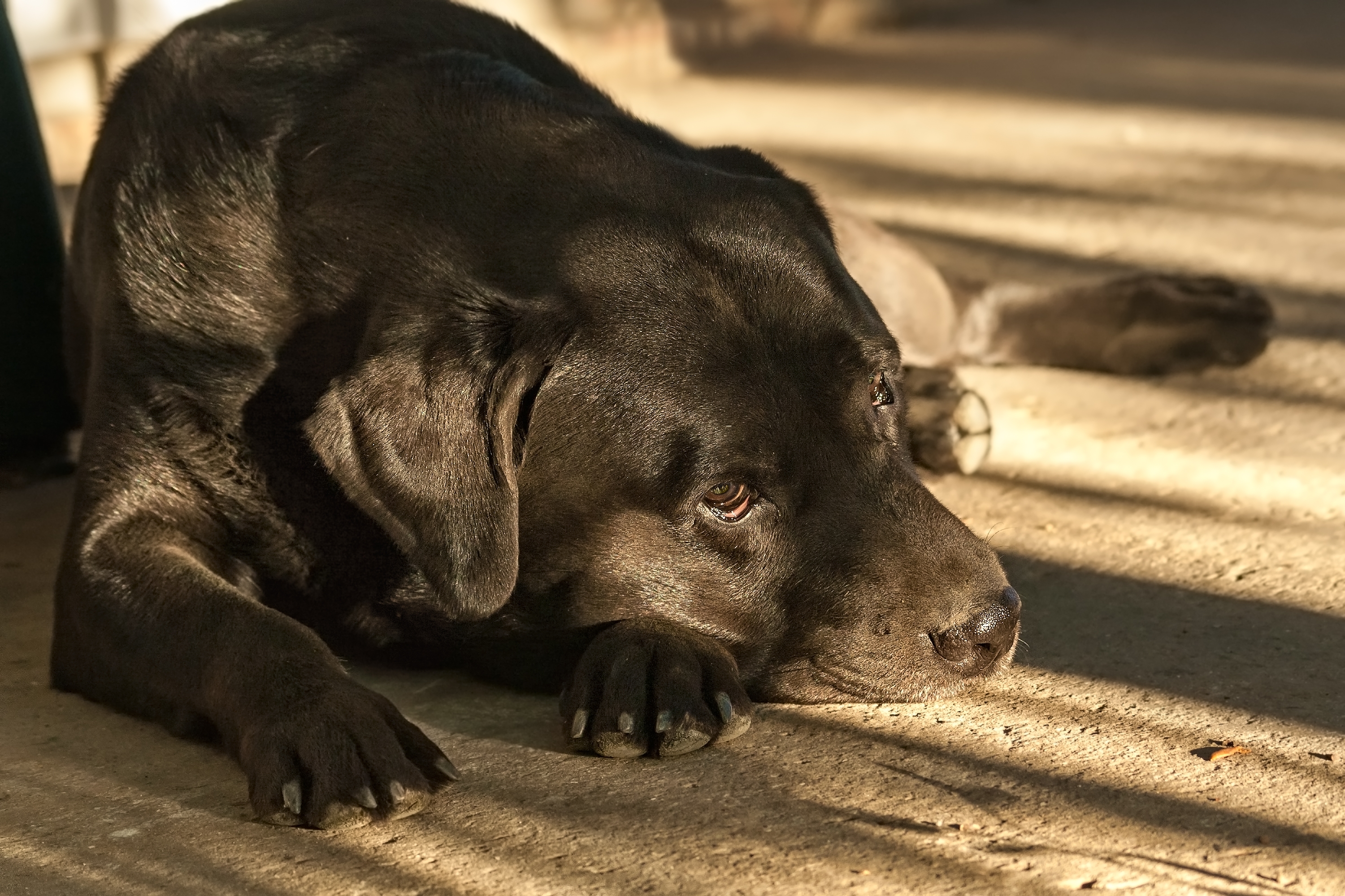 Internet Can't Cope With Reason Dog Is Obsessed With Wall Behind Couch