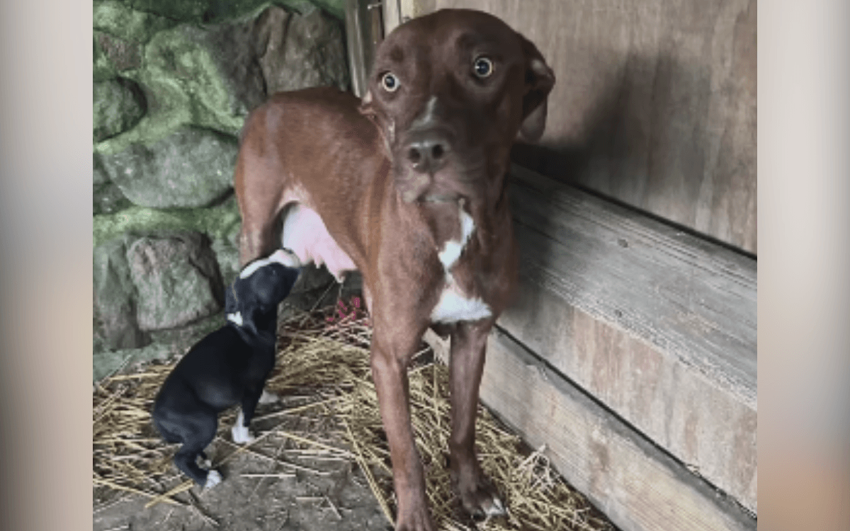 Neglected Mom Dog 'Gave Everything' So Puppies Could Live—Now It's Her Turn