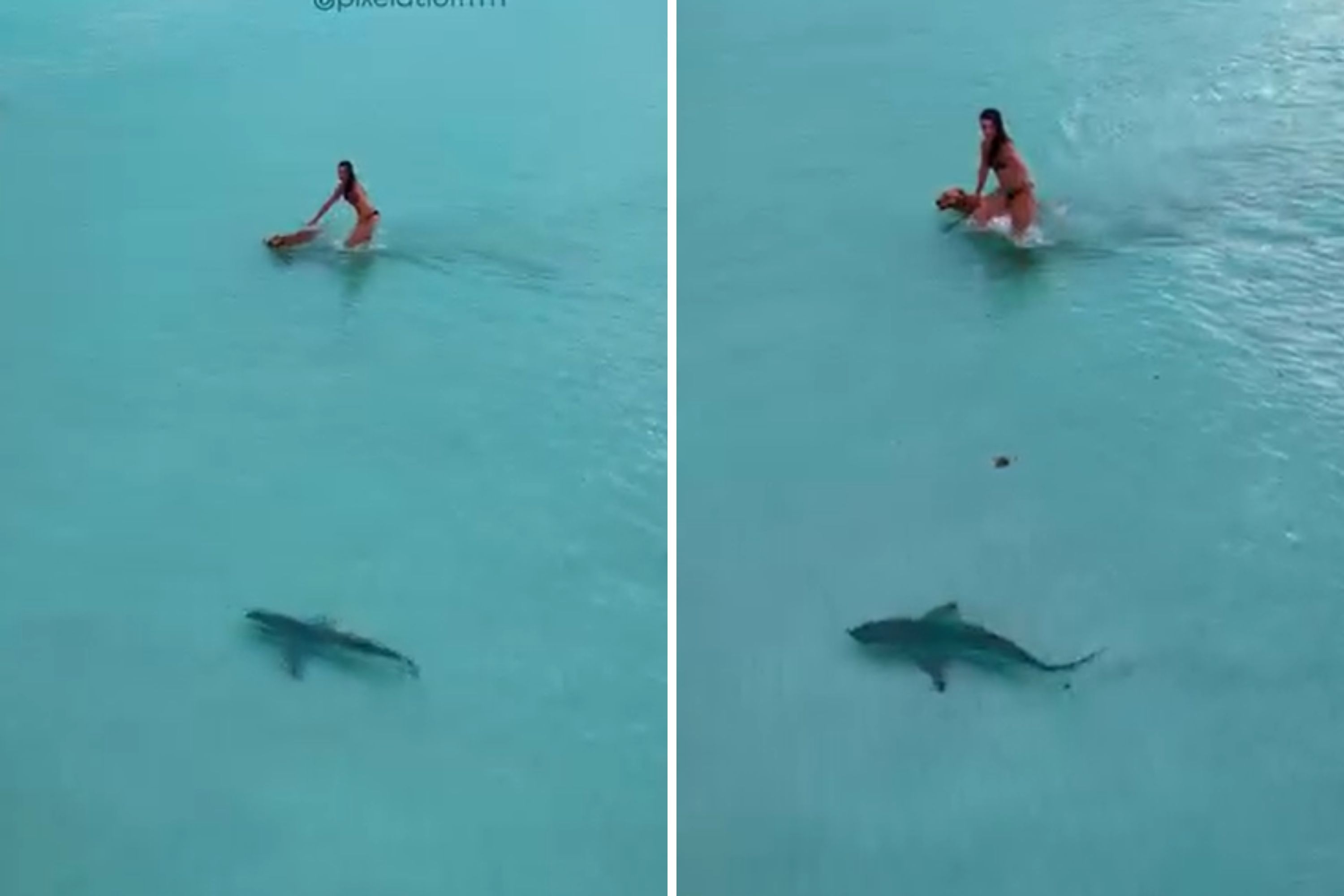 Woman Swims in Ocean With Dog—Then Realizes What Drone Above Her Is Filming