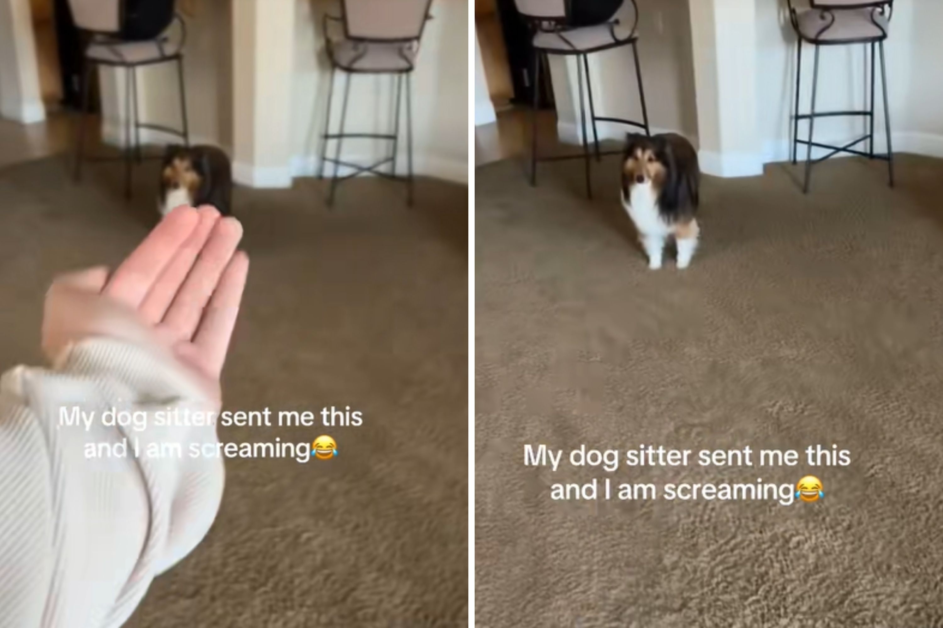 Woman Gets Sent Video From Dog Sitter, 'Screaming' at What She Sees