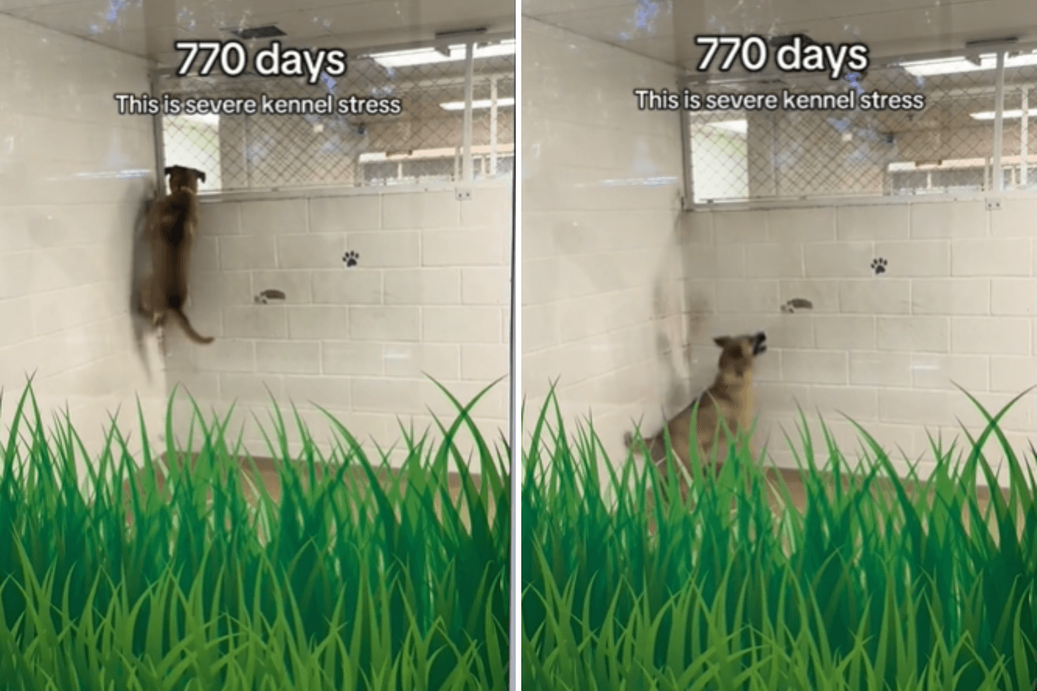 Video of Dog's Life After 770 Days in Shelter—What It Shows Is Devastating