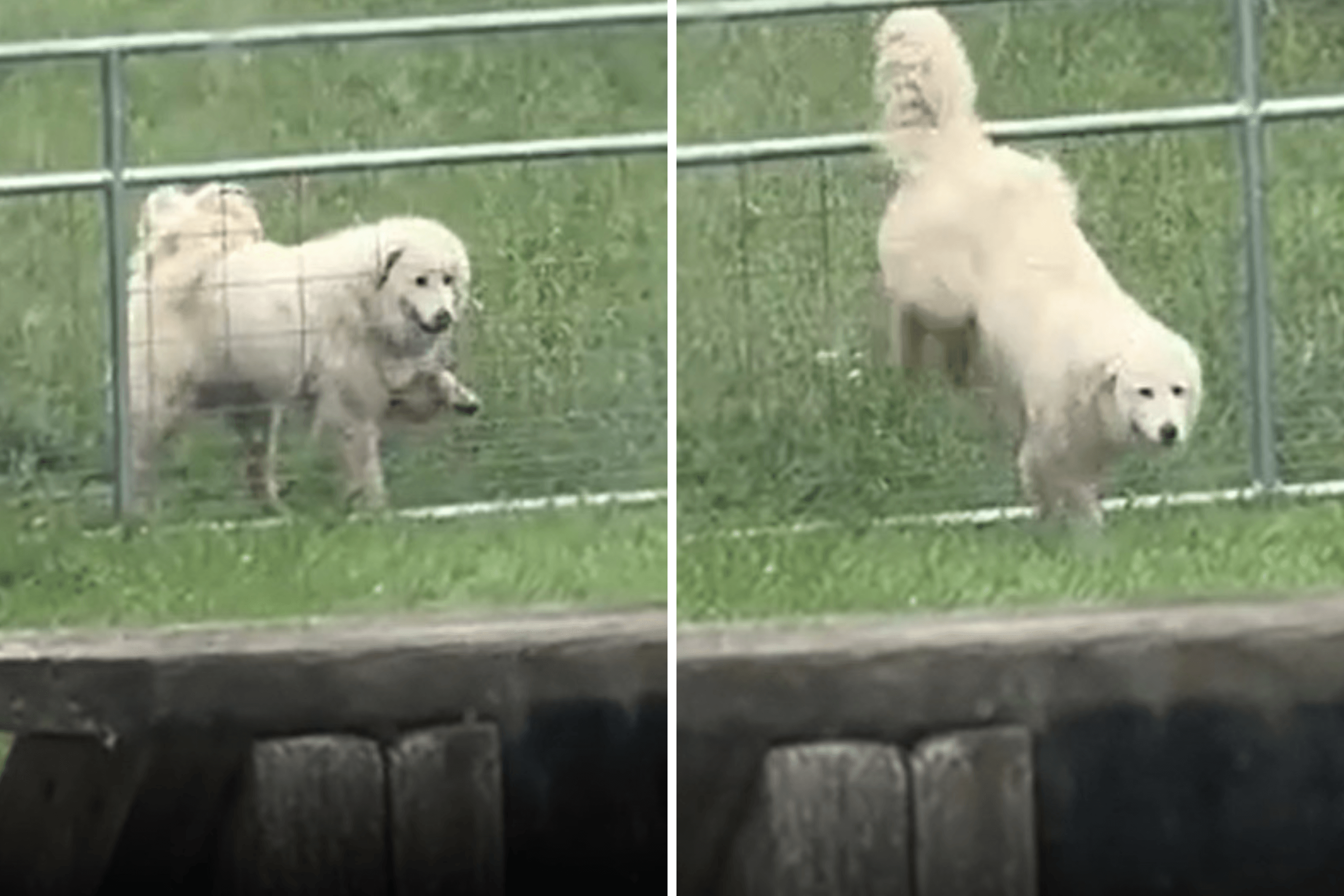 Man Builds Electric Fence but Dog Outsmarts Him Instantly