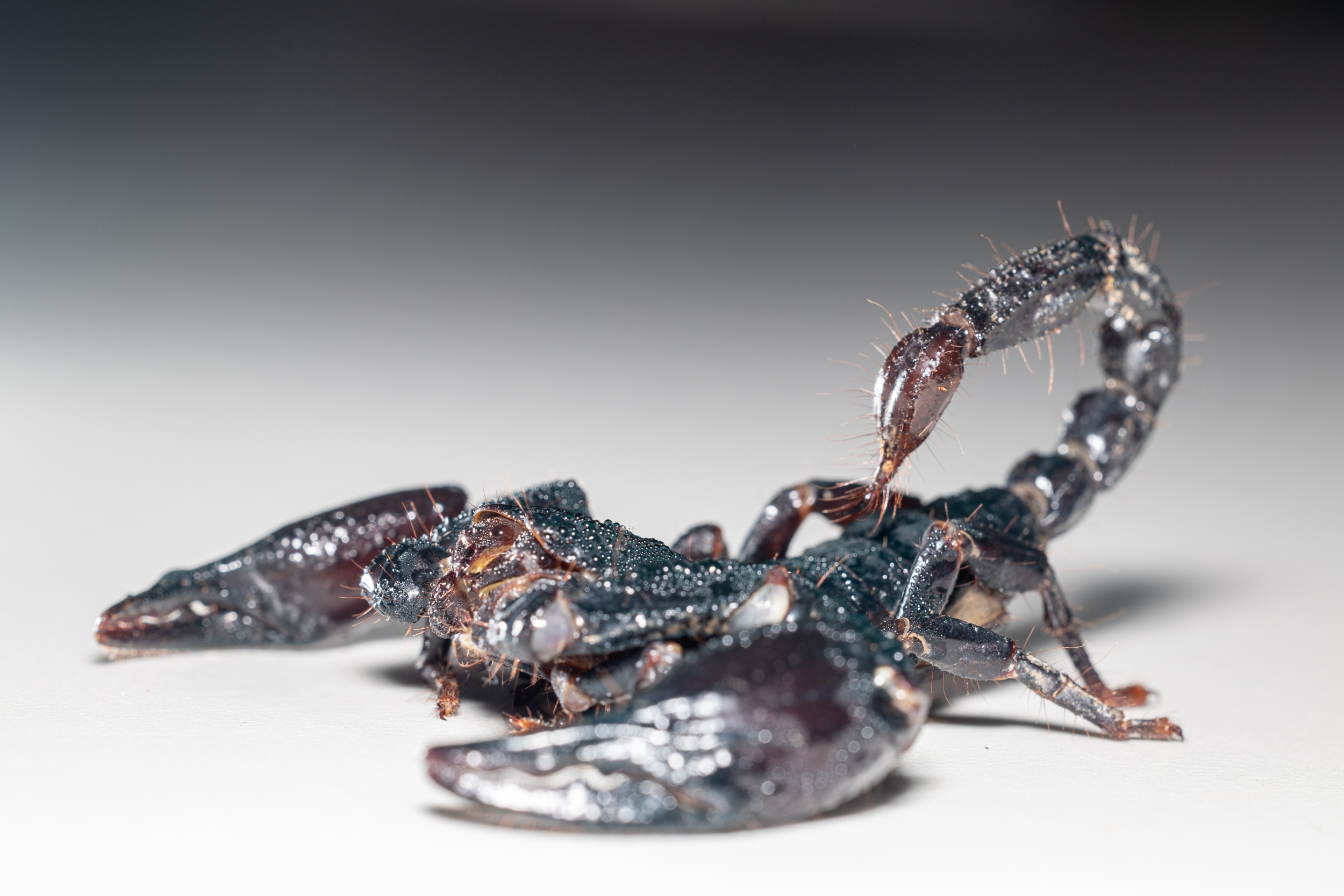 Scorpion Venom Could Help Treat Breast Cancer