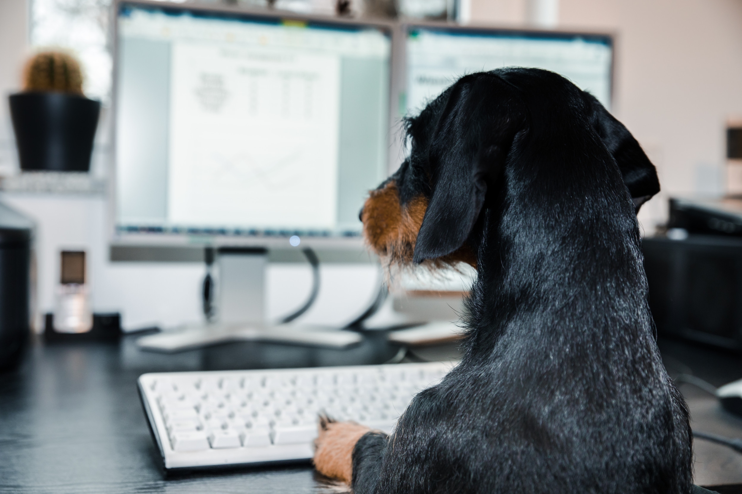 Productivity Drops in Office Suddenly, Hysterics as 'Distraction' Revealed