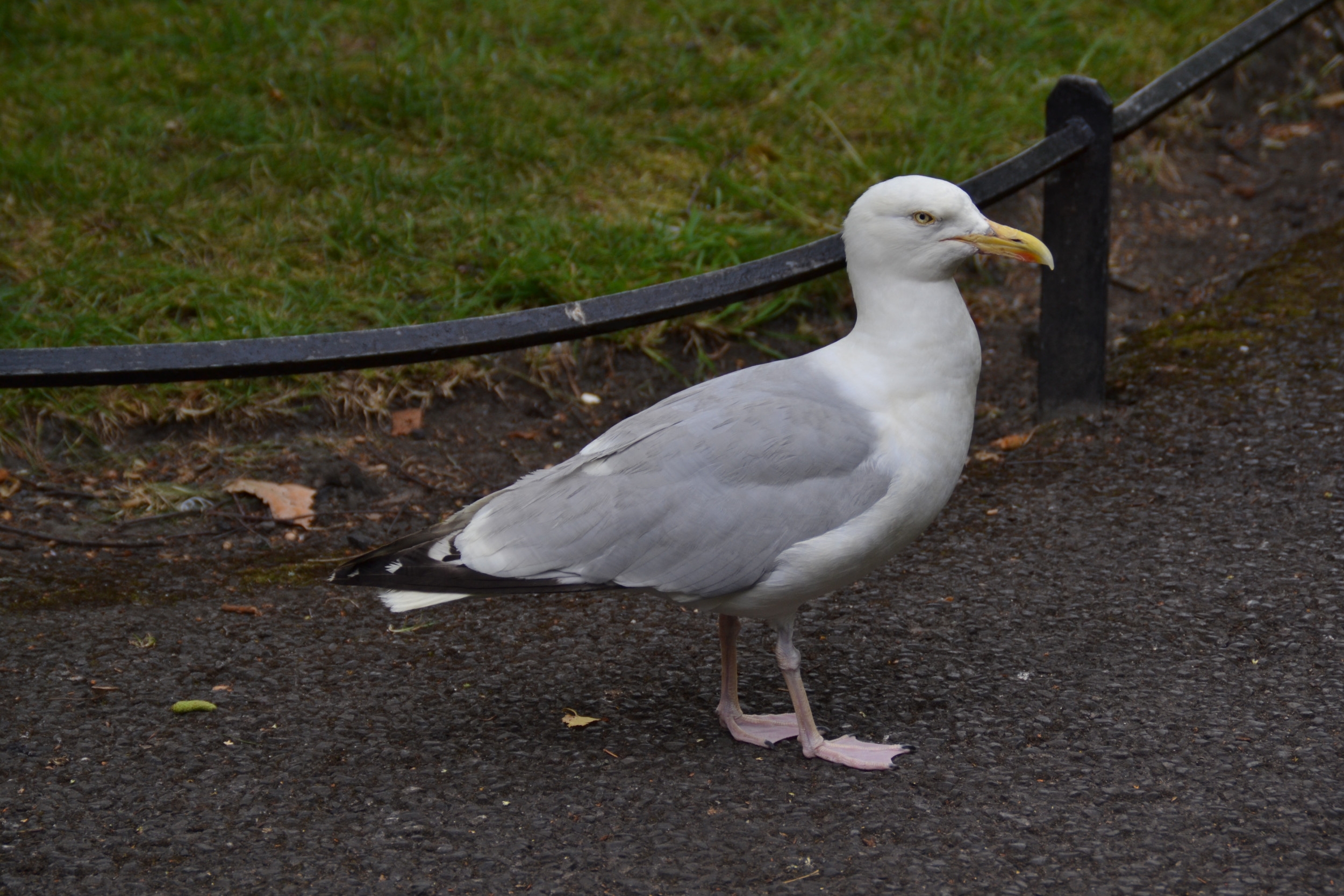 Hysterics as Woman Is Attacked by Seagull at the Mall: 'Worst Nightmare'