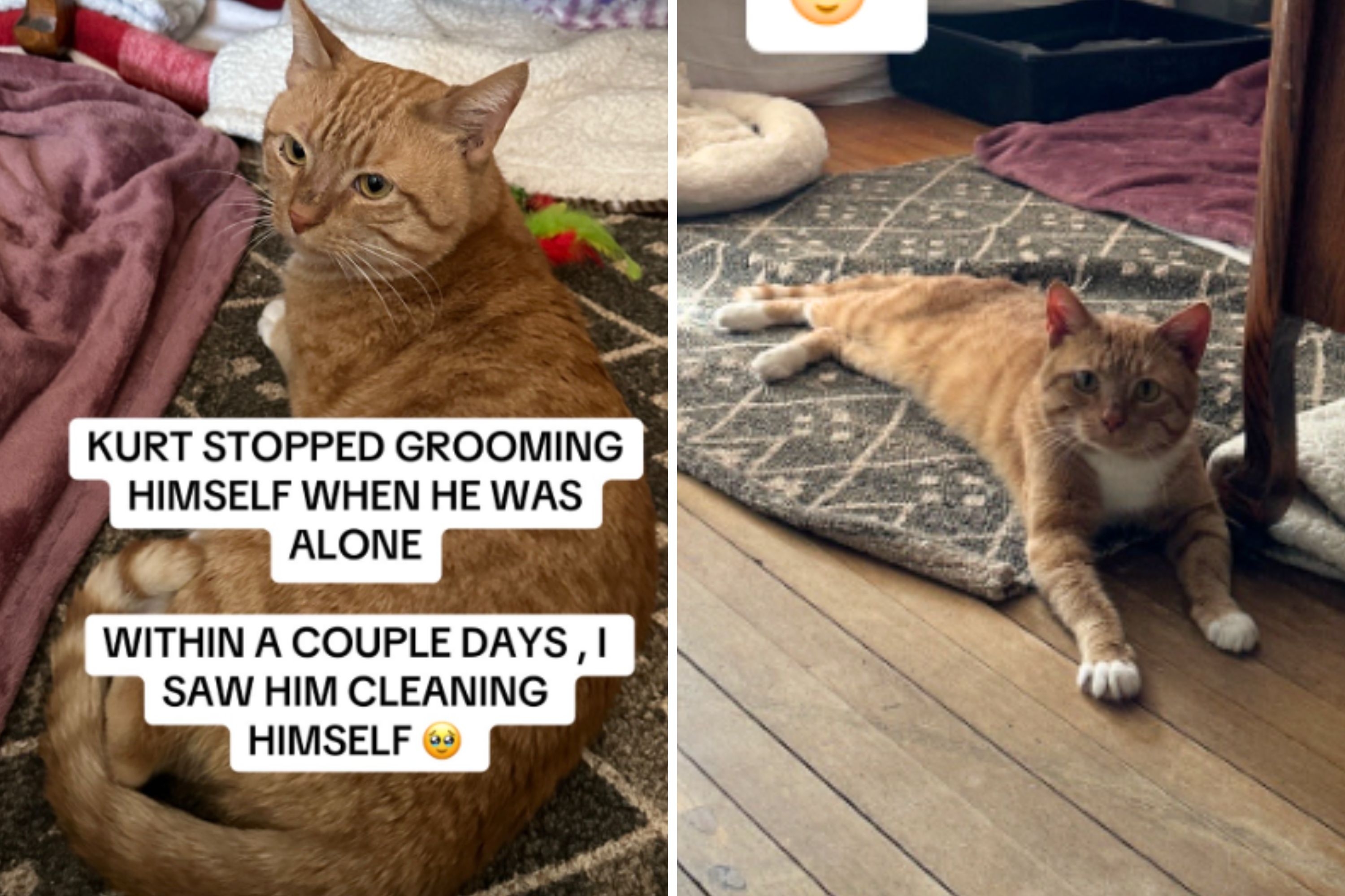 Cat Alone in House for 8 Months After Owner Passes Away—Then Came a Miracle