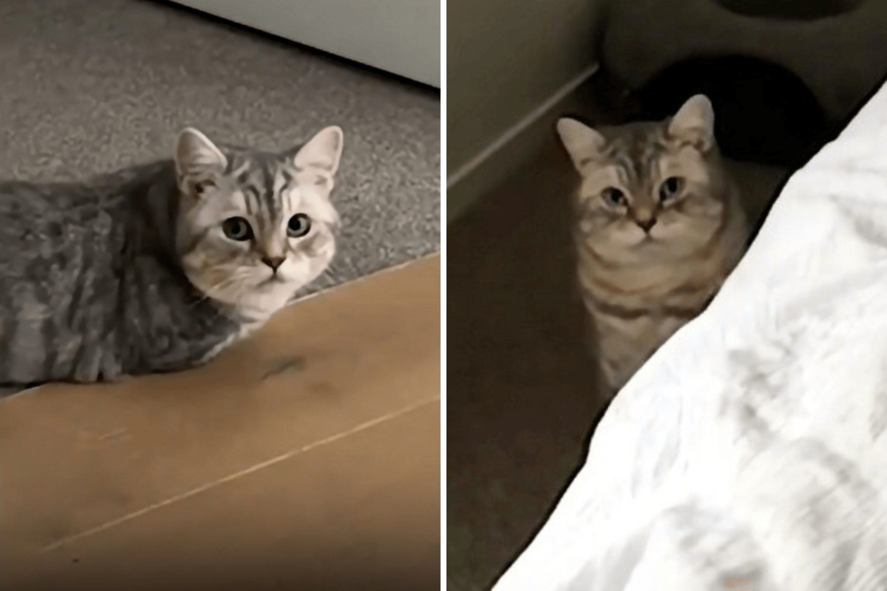 Owners Thought Cat Was 'Bored' but They Were Wrong