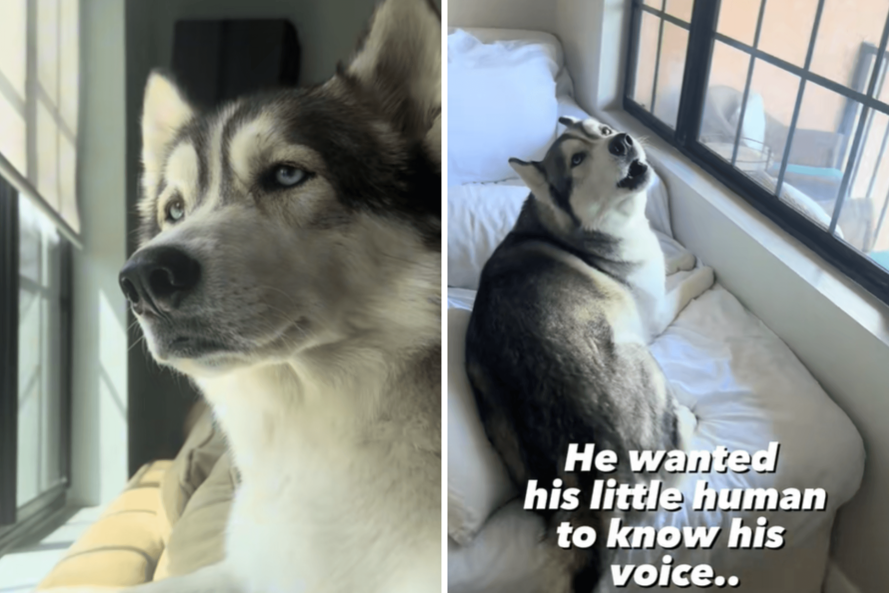 Pregnant Woman Wonders Why Husky Is Acting Different—Then Has Realization