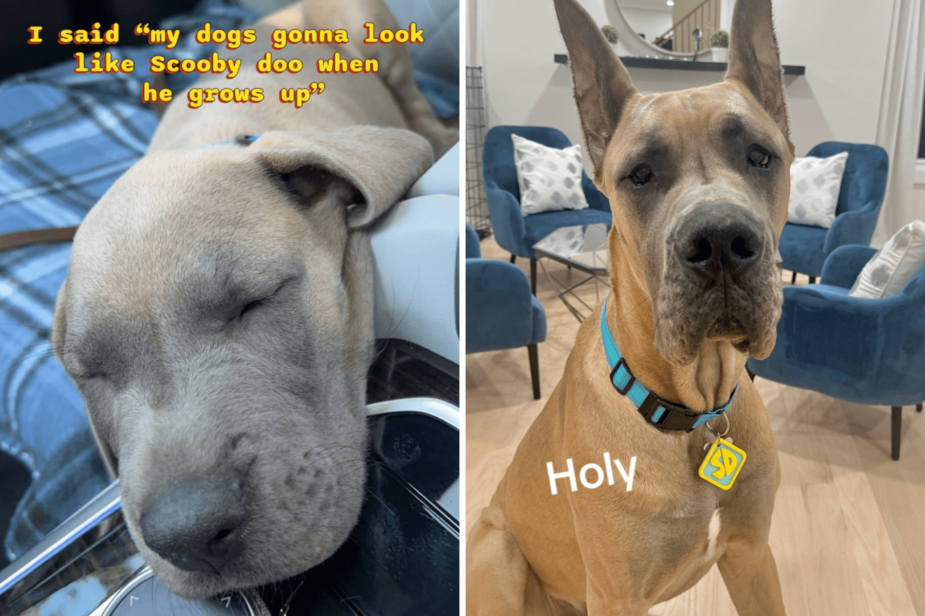 Owner Predicts What Puppy Will Grow Into—Unprepared for Reality