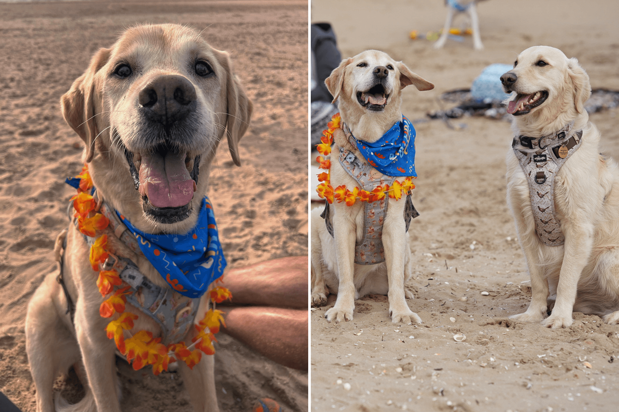 Senior Dog Enjoys Party on the Beach to Celebrate His 15th Birthday