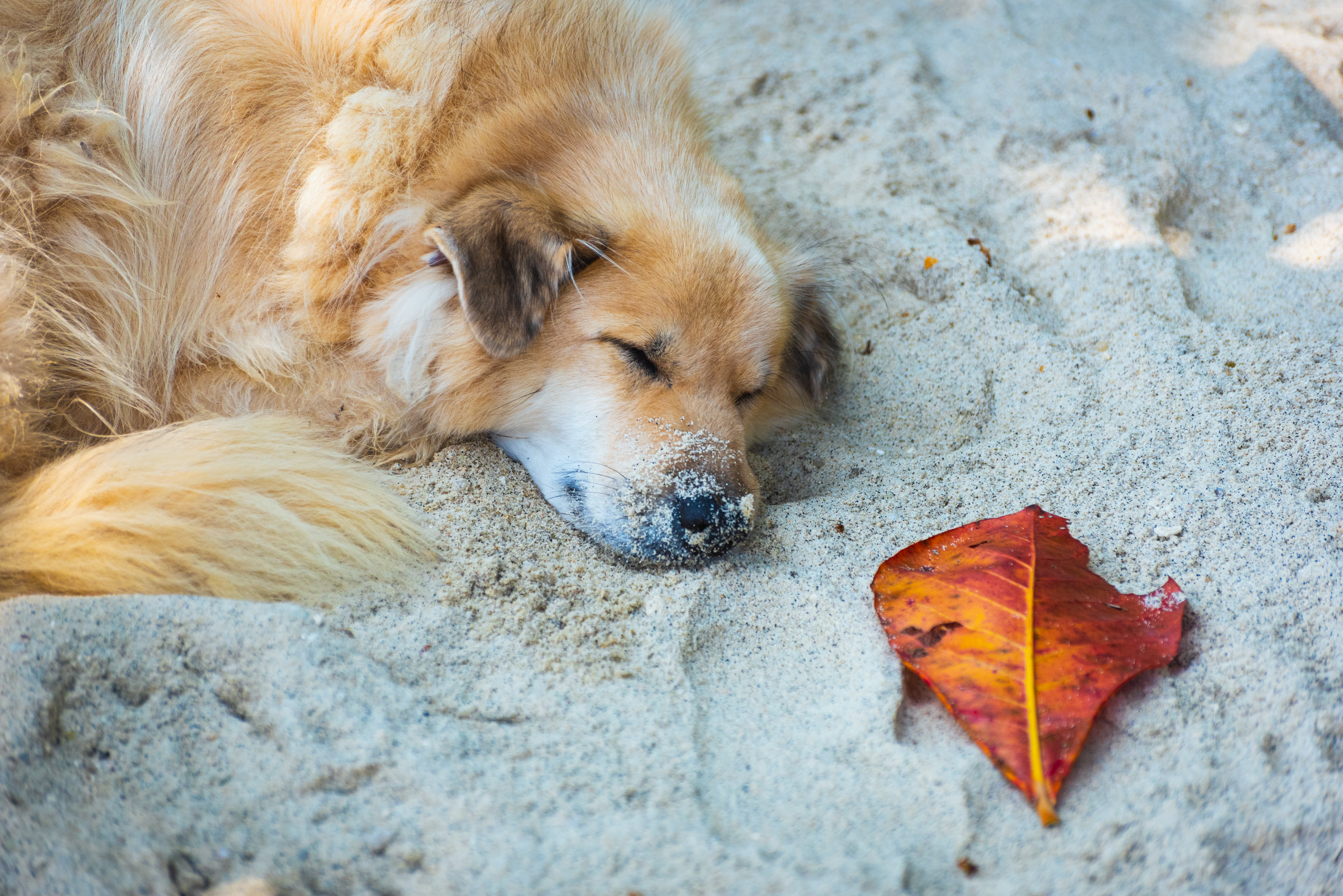 Stray Dog's Way of 'Paying' for Food on Beach Leaves Viewers in Tears