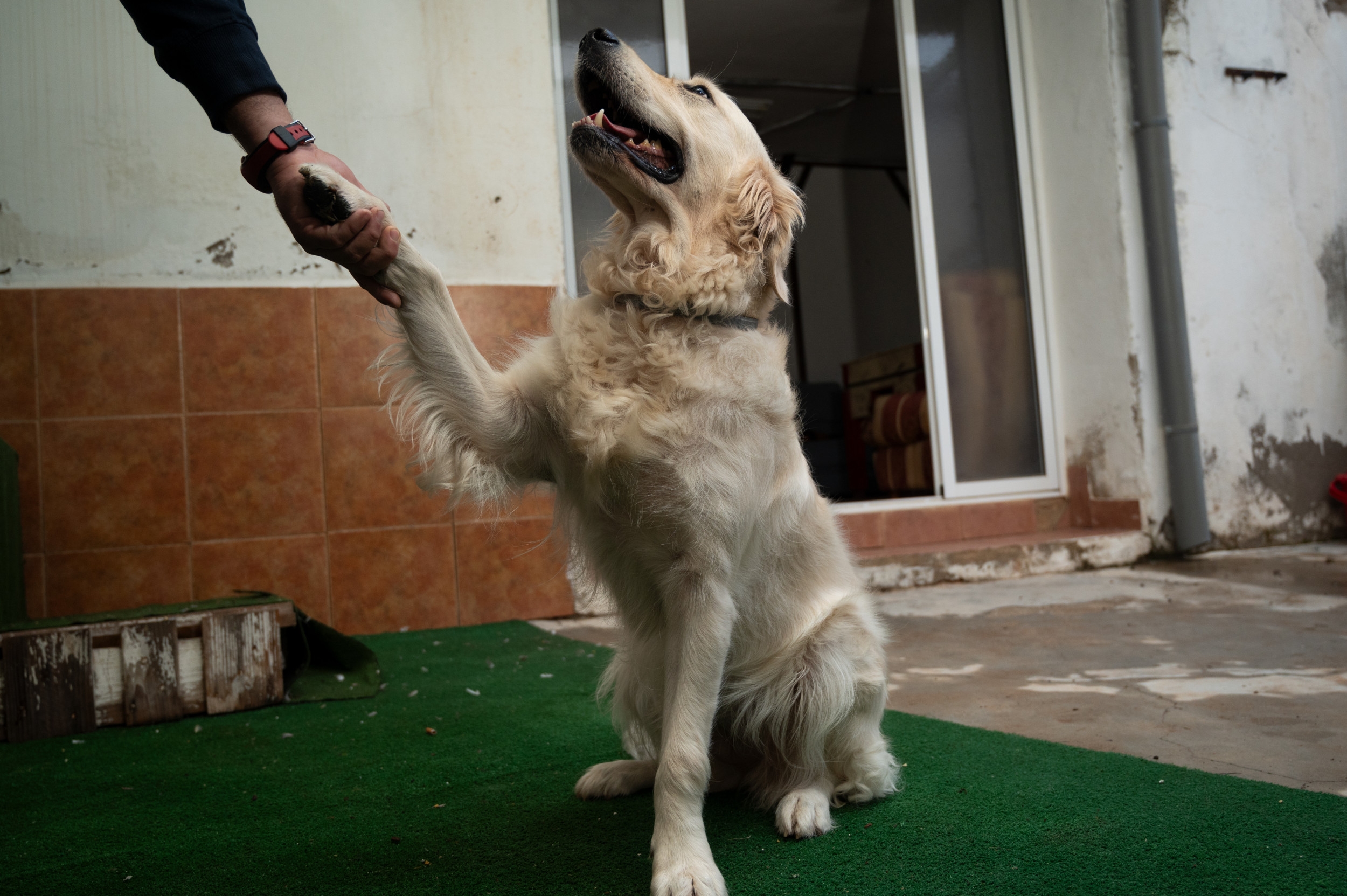 Blind Golden Retriever Realizes Owner Is Home, His Greeting Melts Hearts