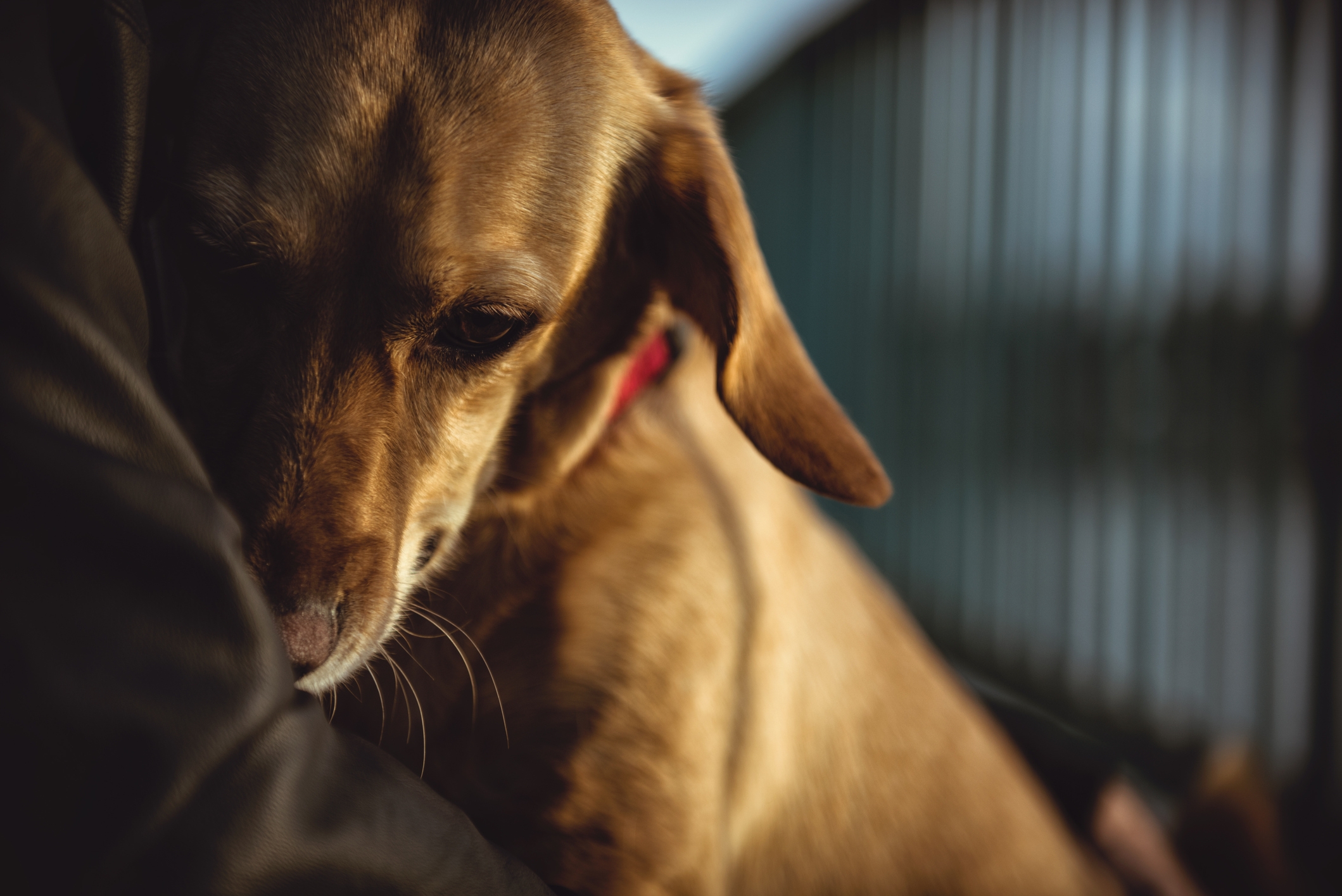 Shelter Dog Too Scared To Go Near Humans—a Week Later, Everything Changed