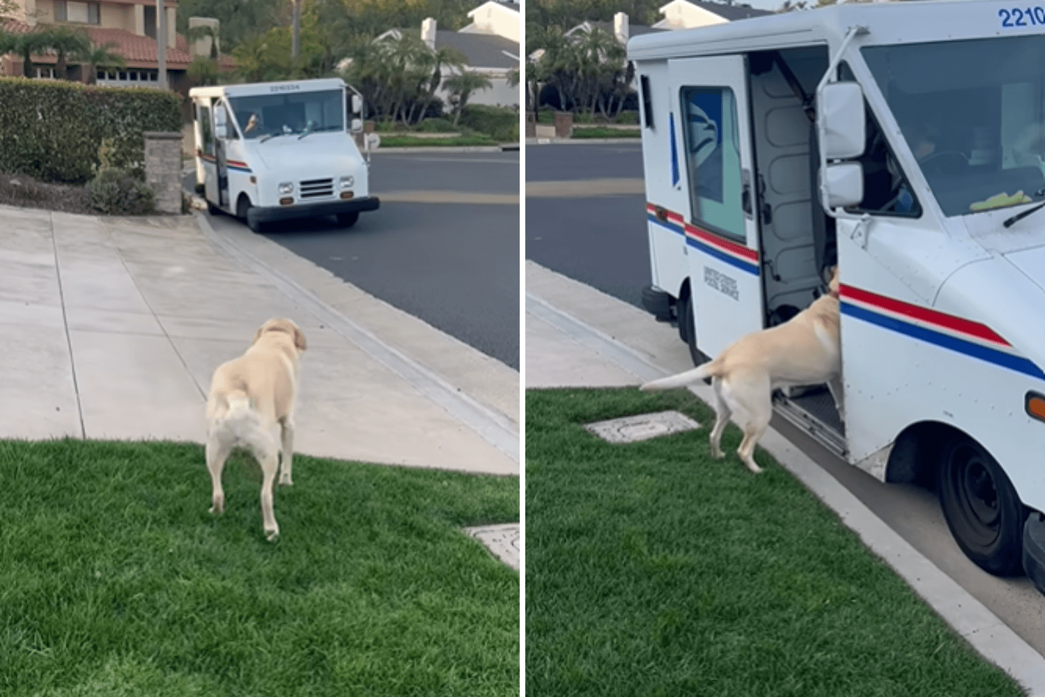 Labrador Who Never Misses Mail Lady's Visit Named Pet of the Week