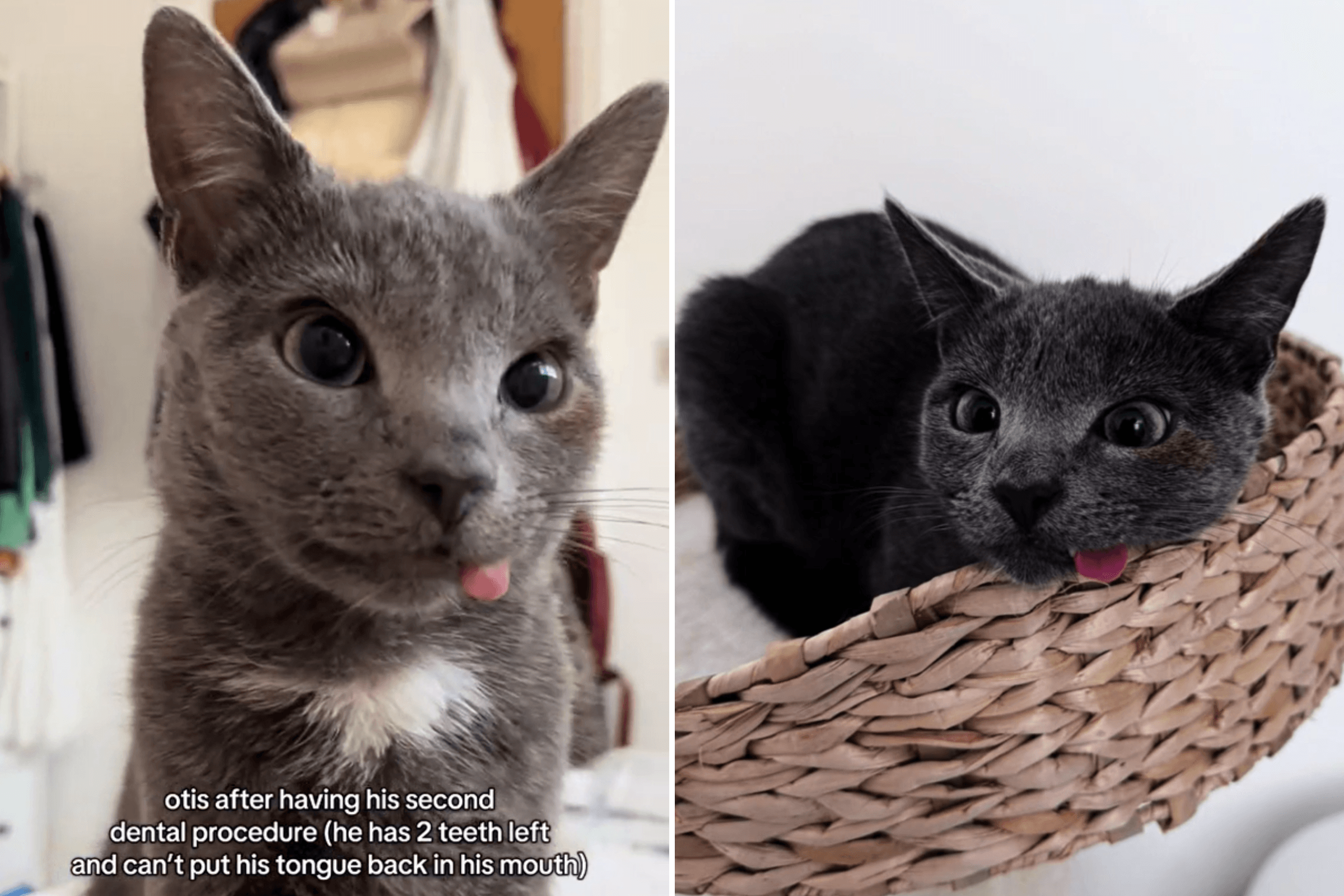 Dwarf Cat With Only 2 Teeth Can't Stop Tongue Hanging Out—And It's Adorable