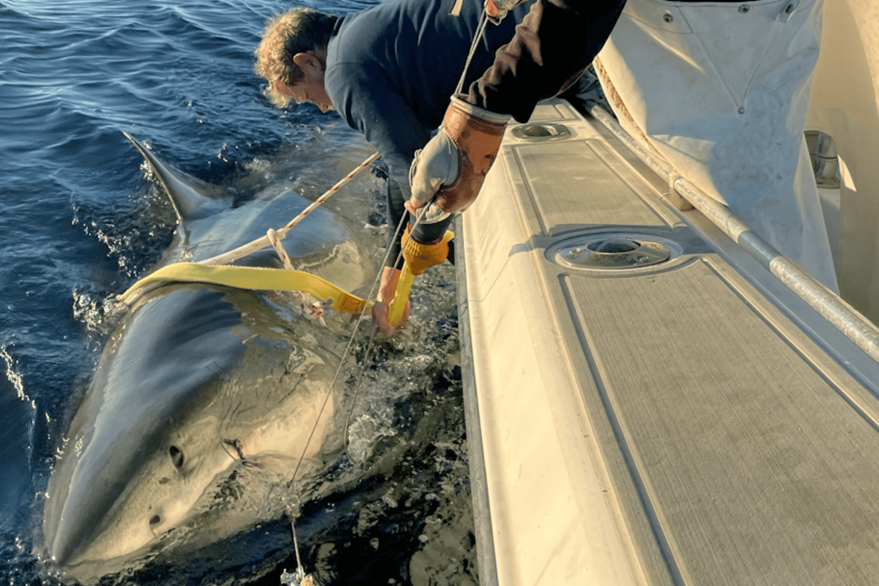 Biggest Great White Shark Ever Tracked in Atlantic Zigzags Off US Coast